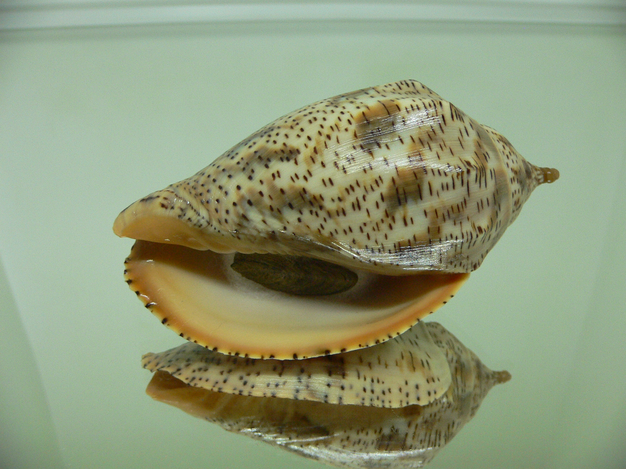 Harpulina lapponica lapponica SUPER BUMPS