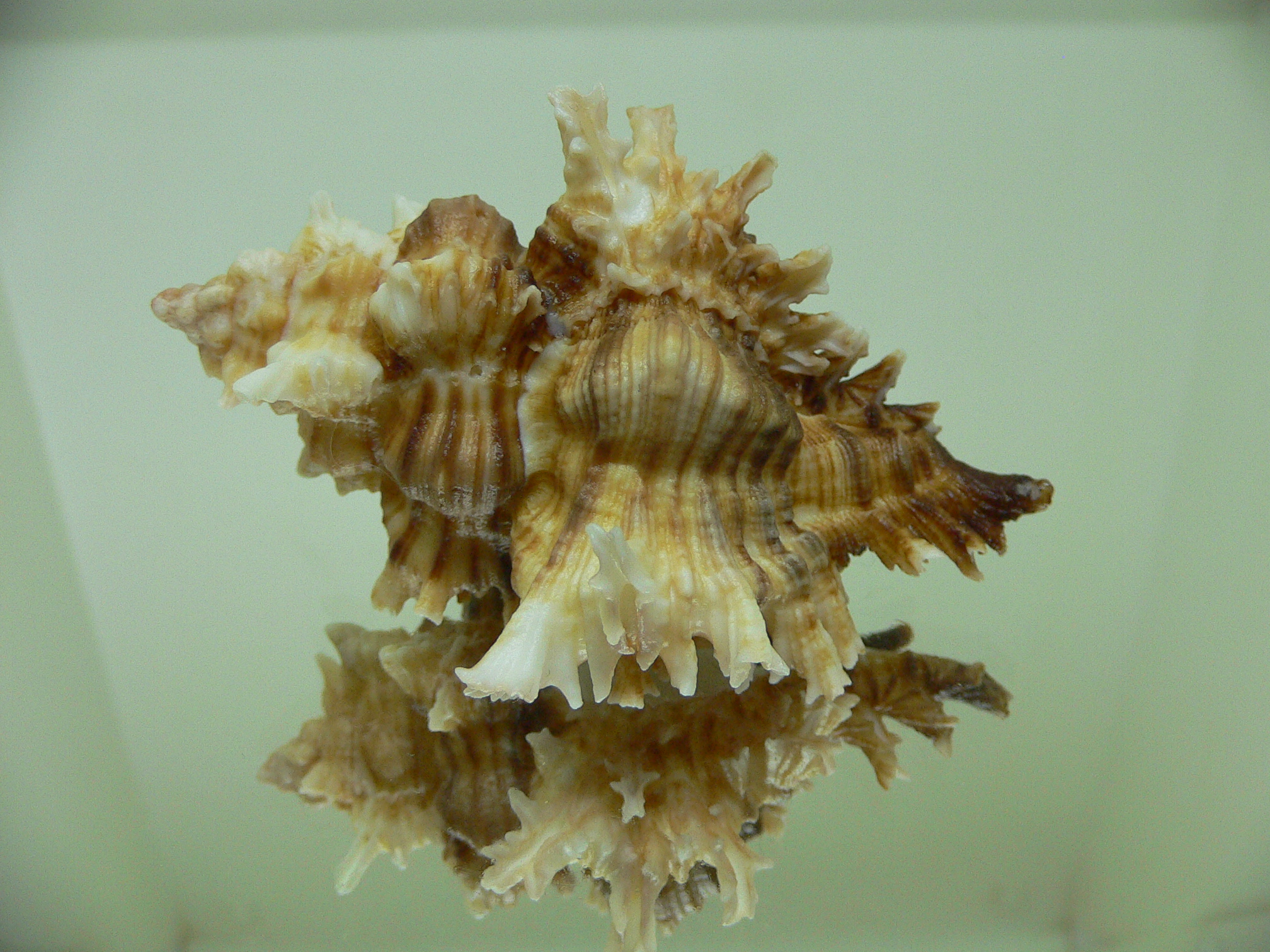 Chicoreus insularum ENDEMIC