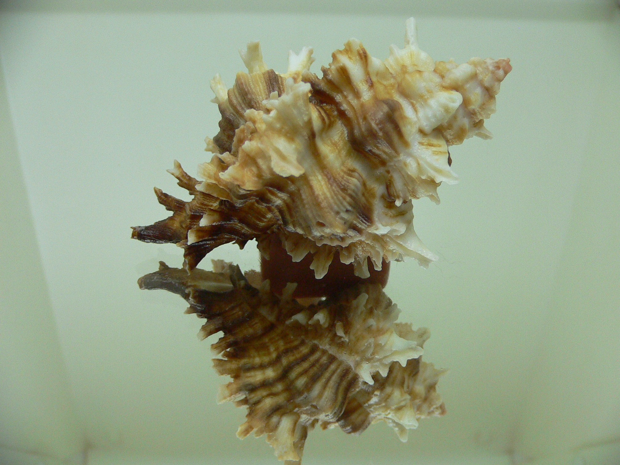 Chicoreus insularum ENDEMIC