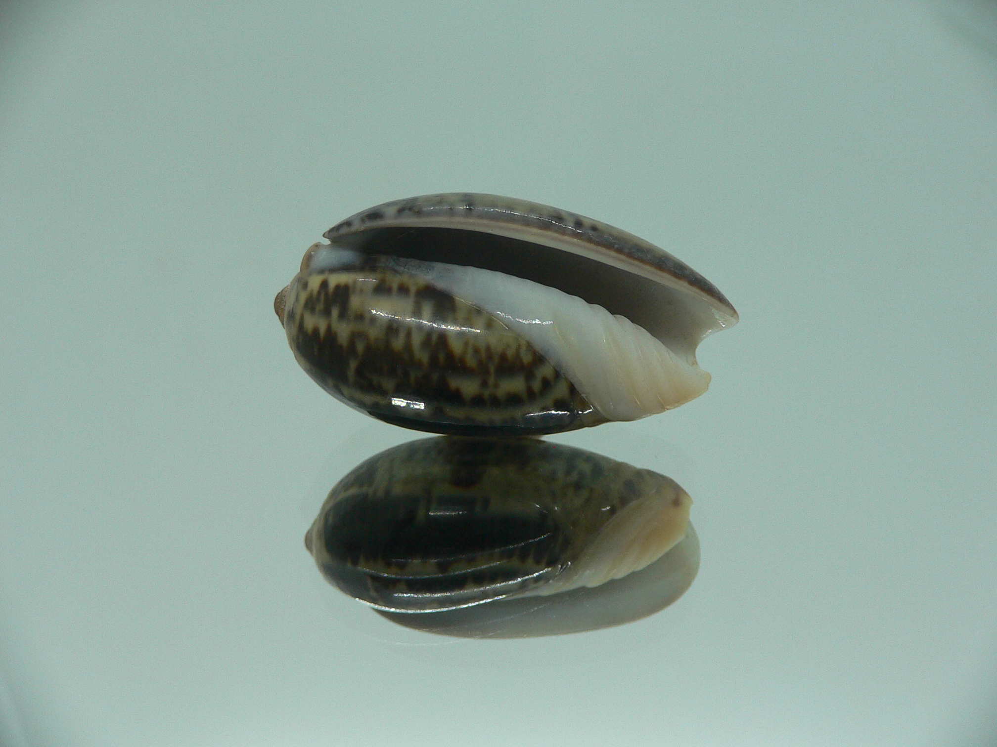 Oliva lecoquiana RARE