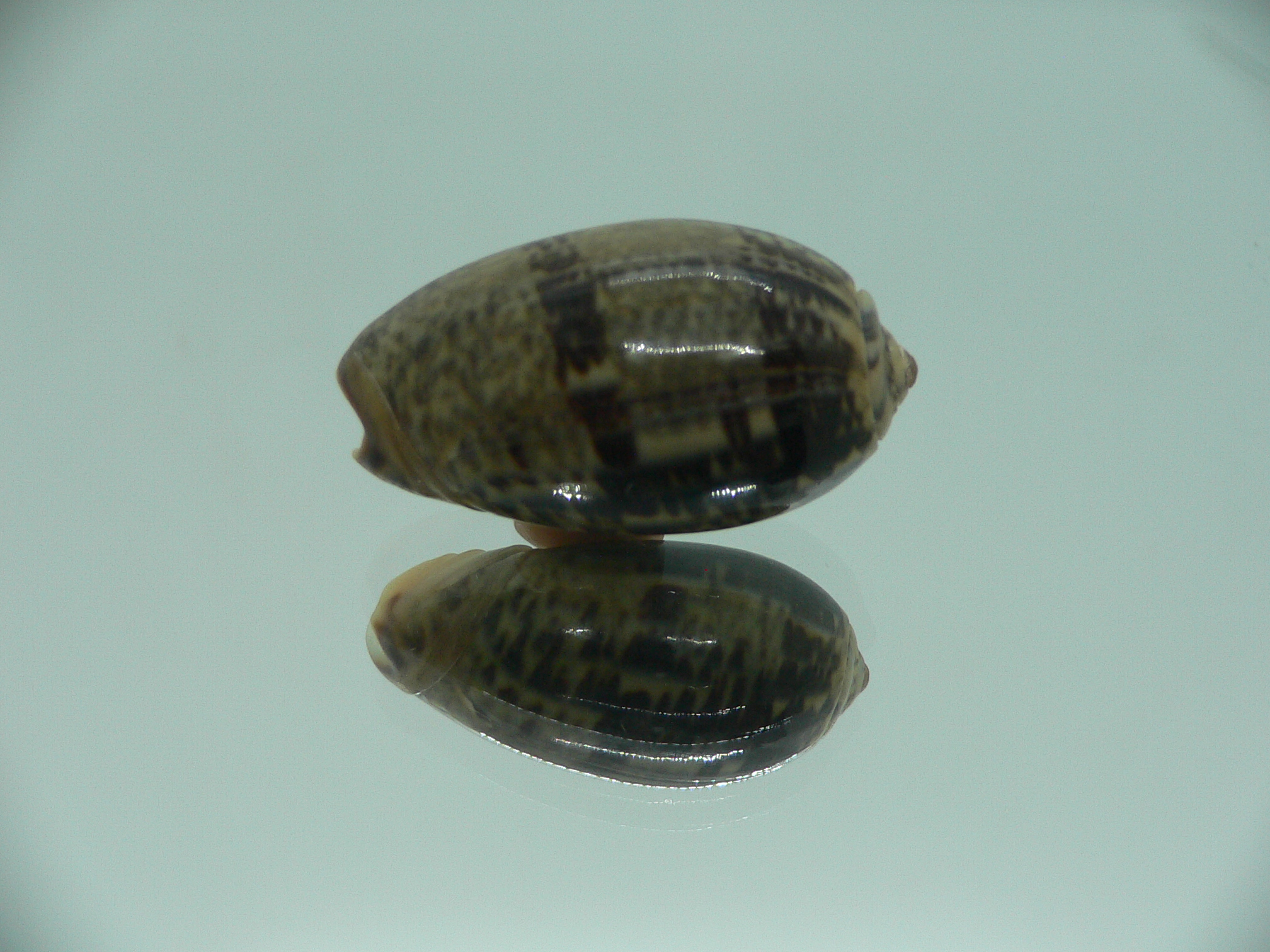 Oliva lecoquiana RARE