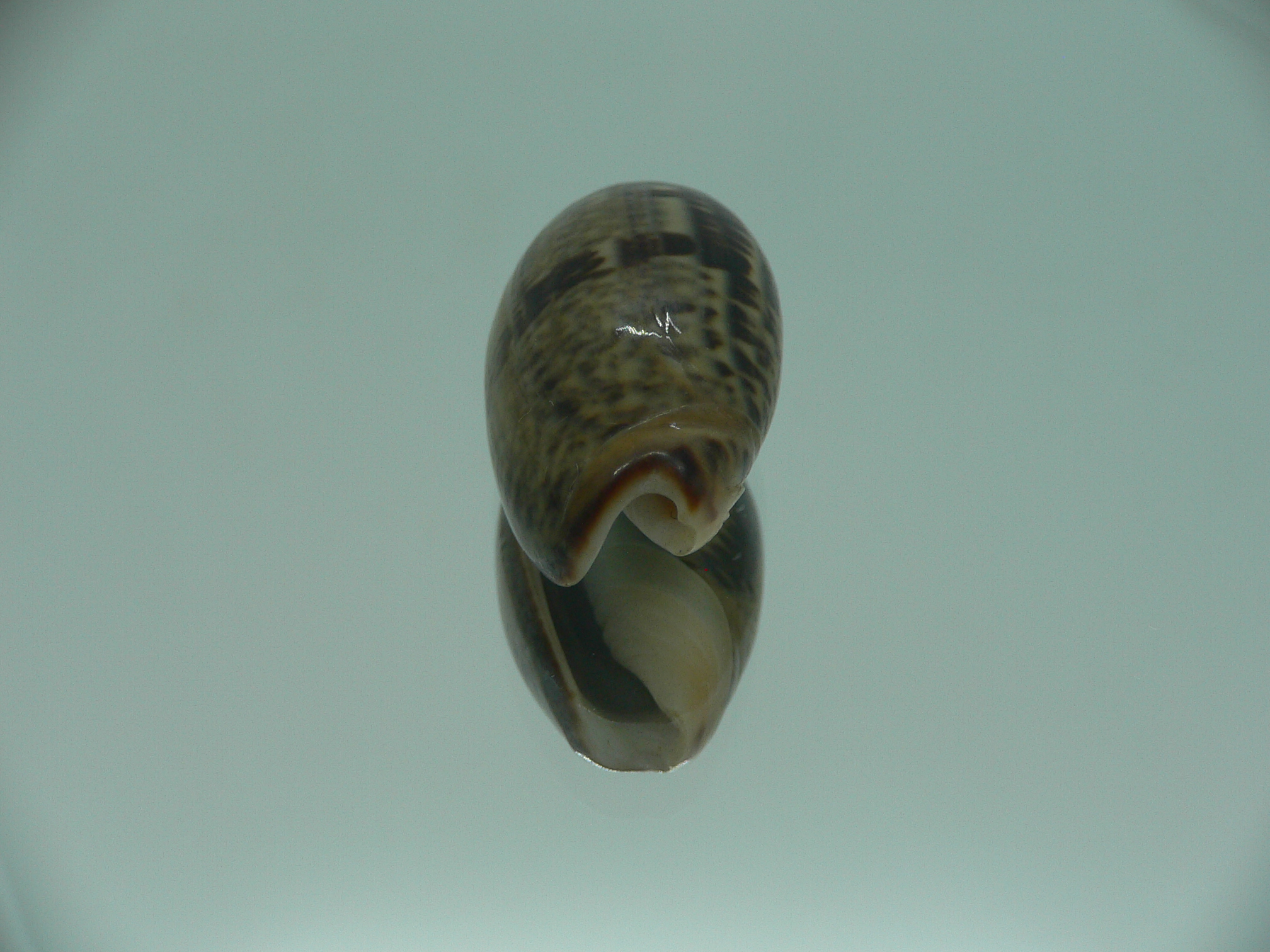 Oliva lecoquiana RARE