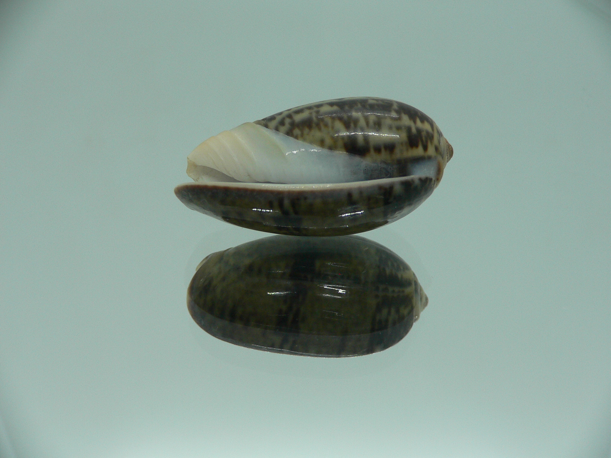 Oliva lecoquiana RARE