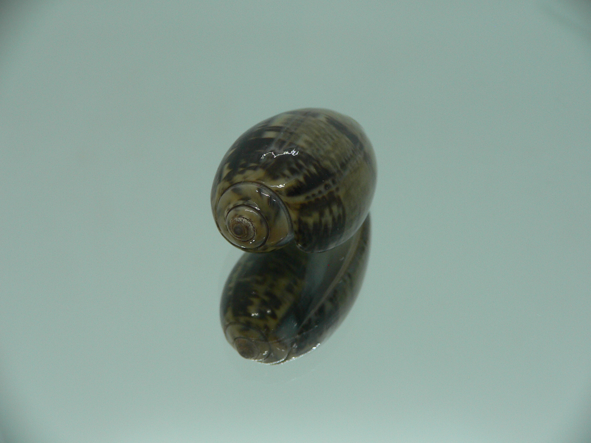 Oliva lecoquiana RARE