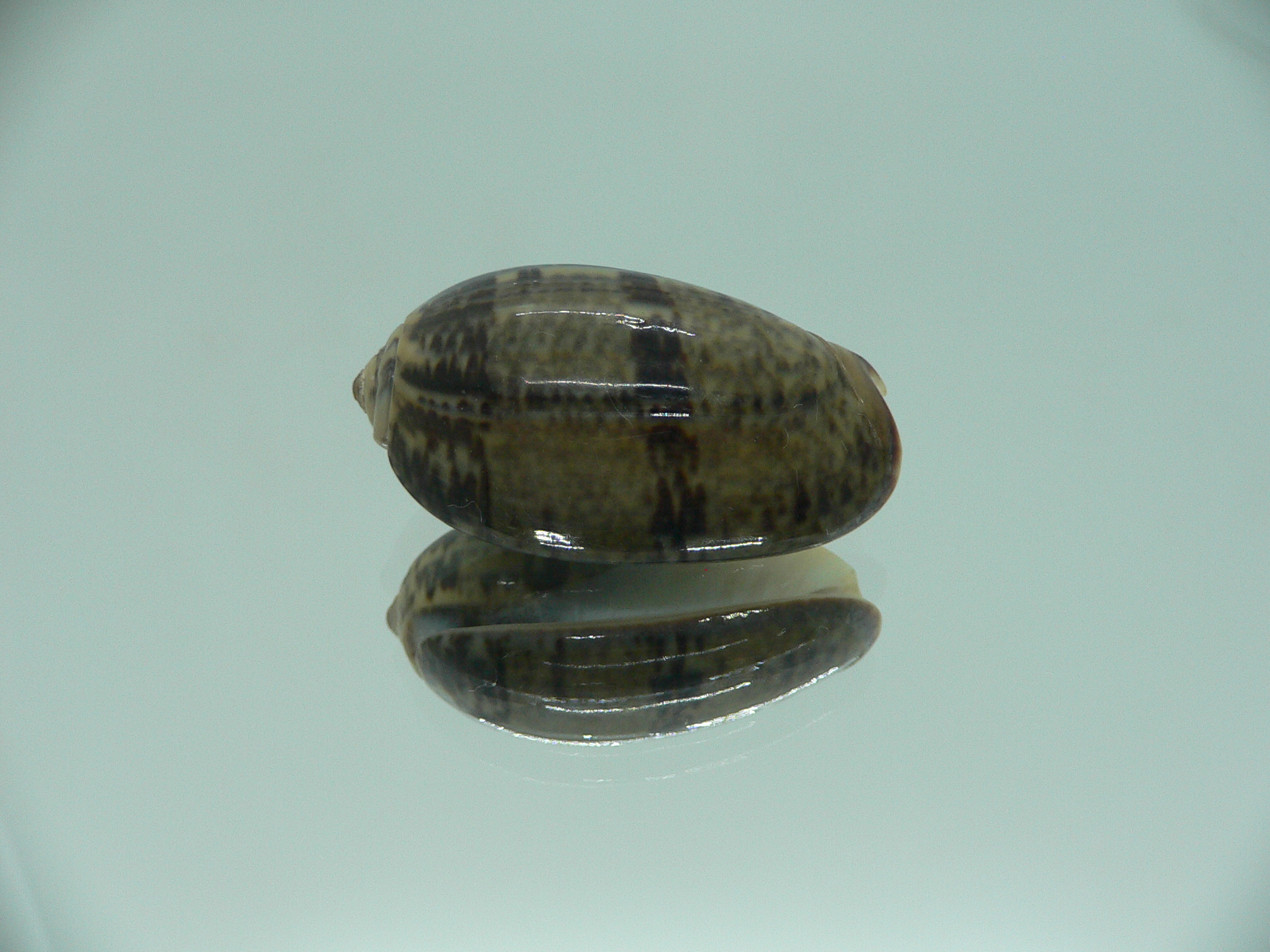 Oliva lecoquiana RARE
