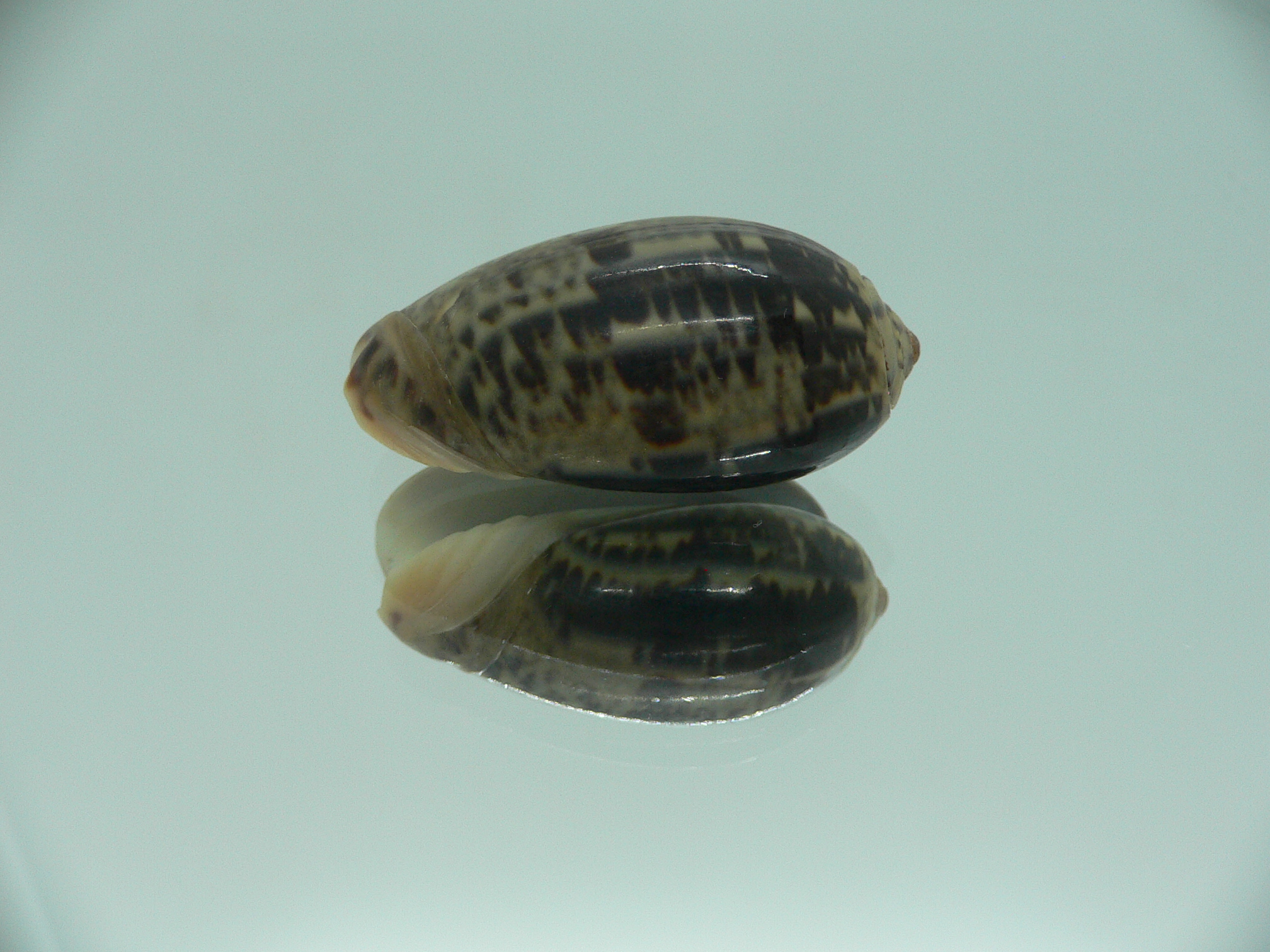 Oliva lecoquiana RARE