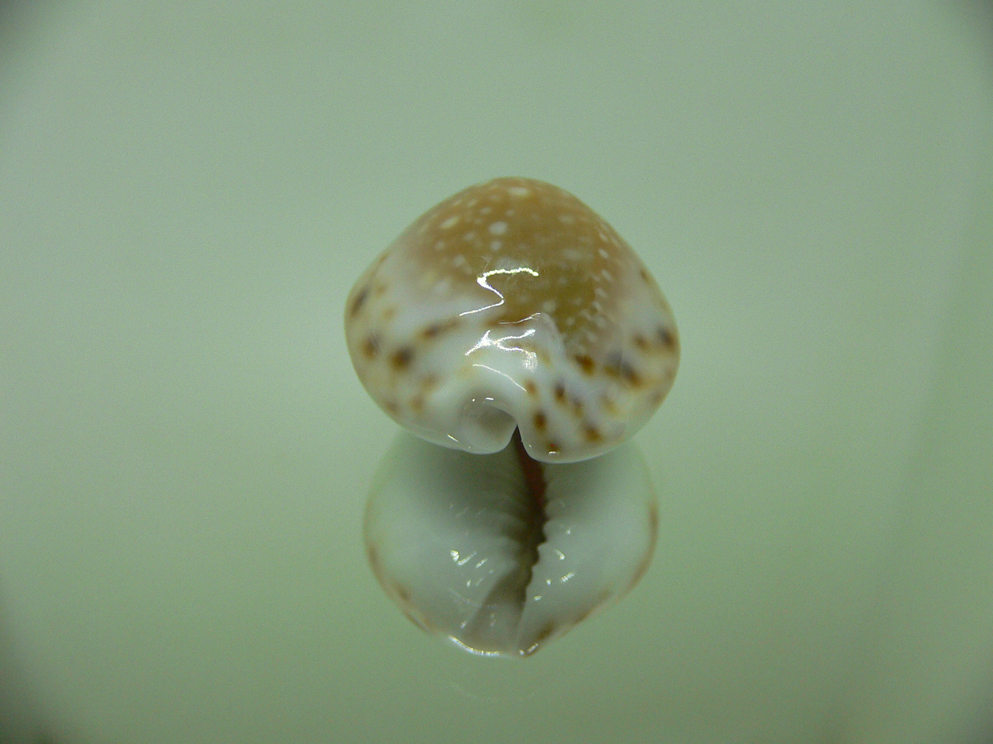 Cypraea lamarckii redimita f. phuketensis (var.) IDEAL & HIGH