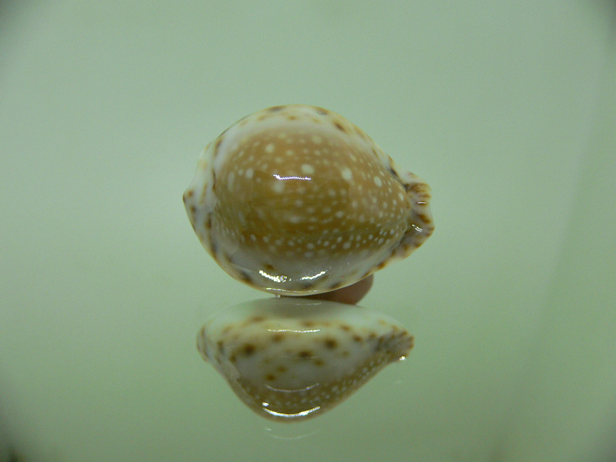 Cypraea lamarckii redimita f. phuketensis (var.) IDEAL & HIGH