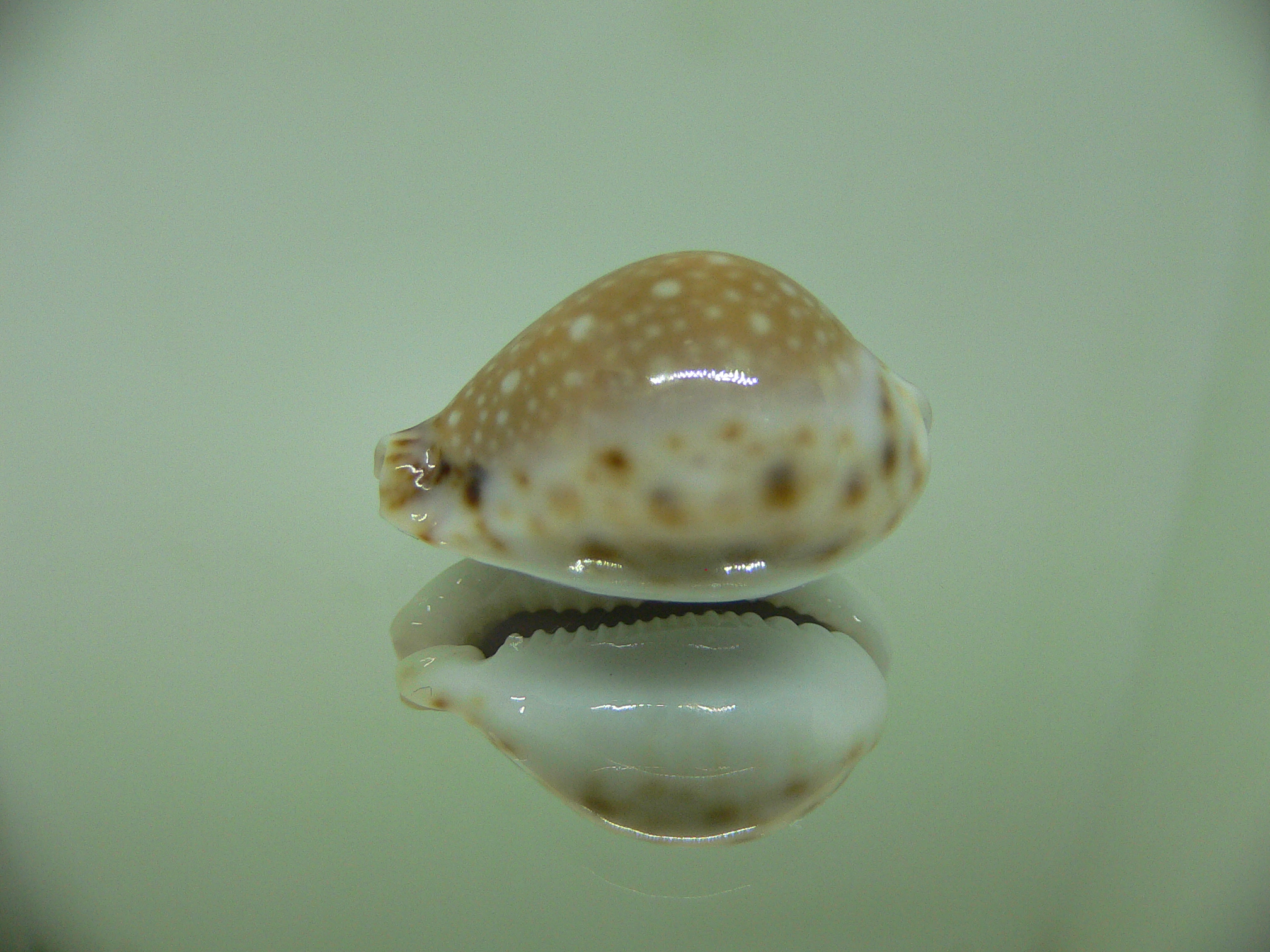 Cypraea lamarckii redimita f. phuketensis (var.) IDEAL & HIGH