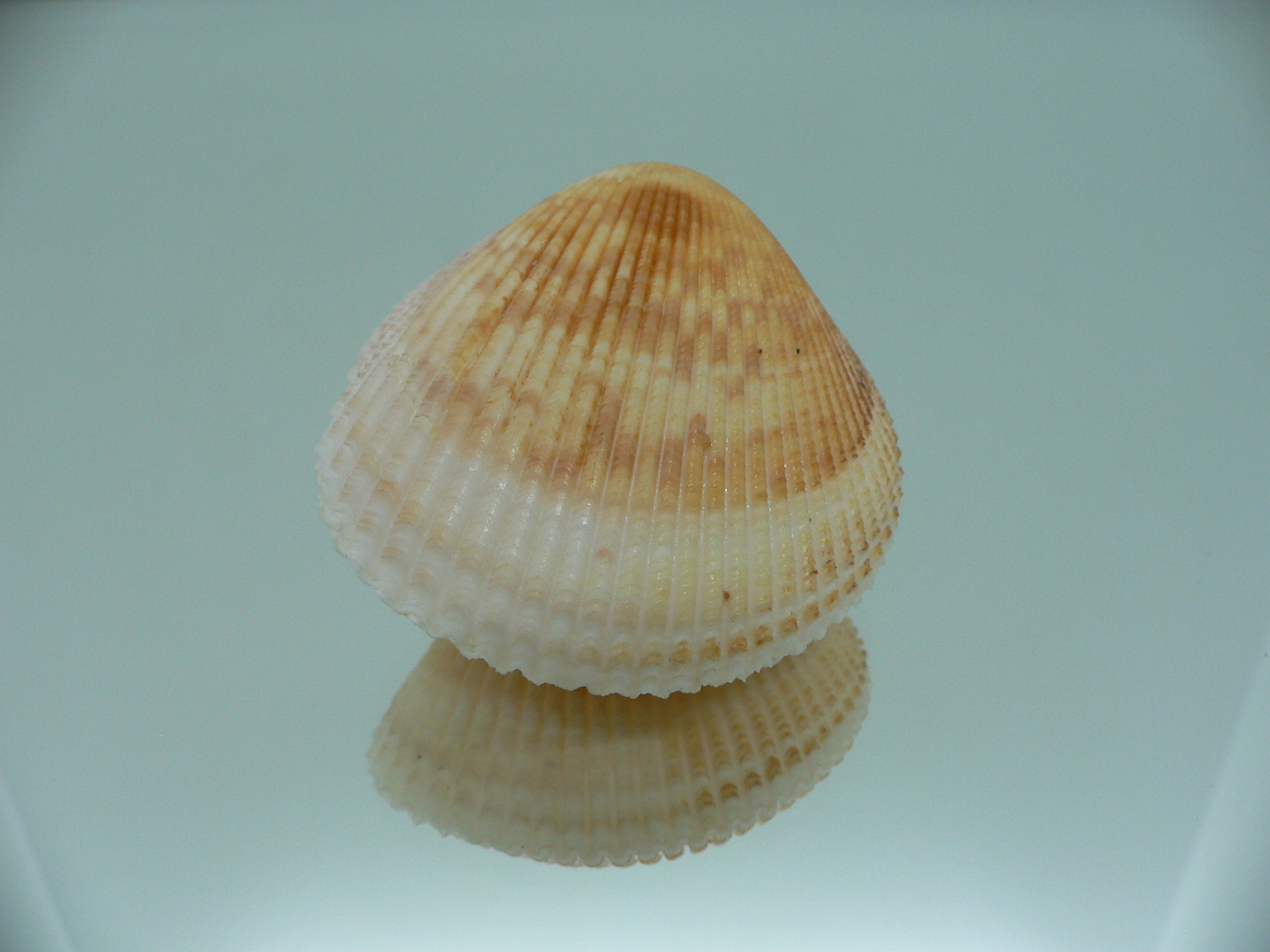 Acrosterigma cygnorum VERY BIG