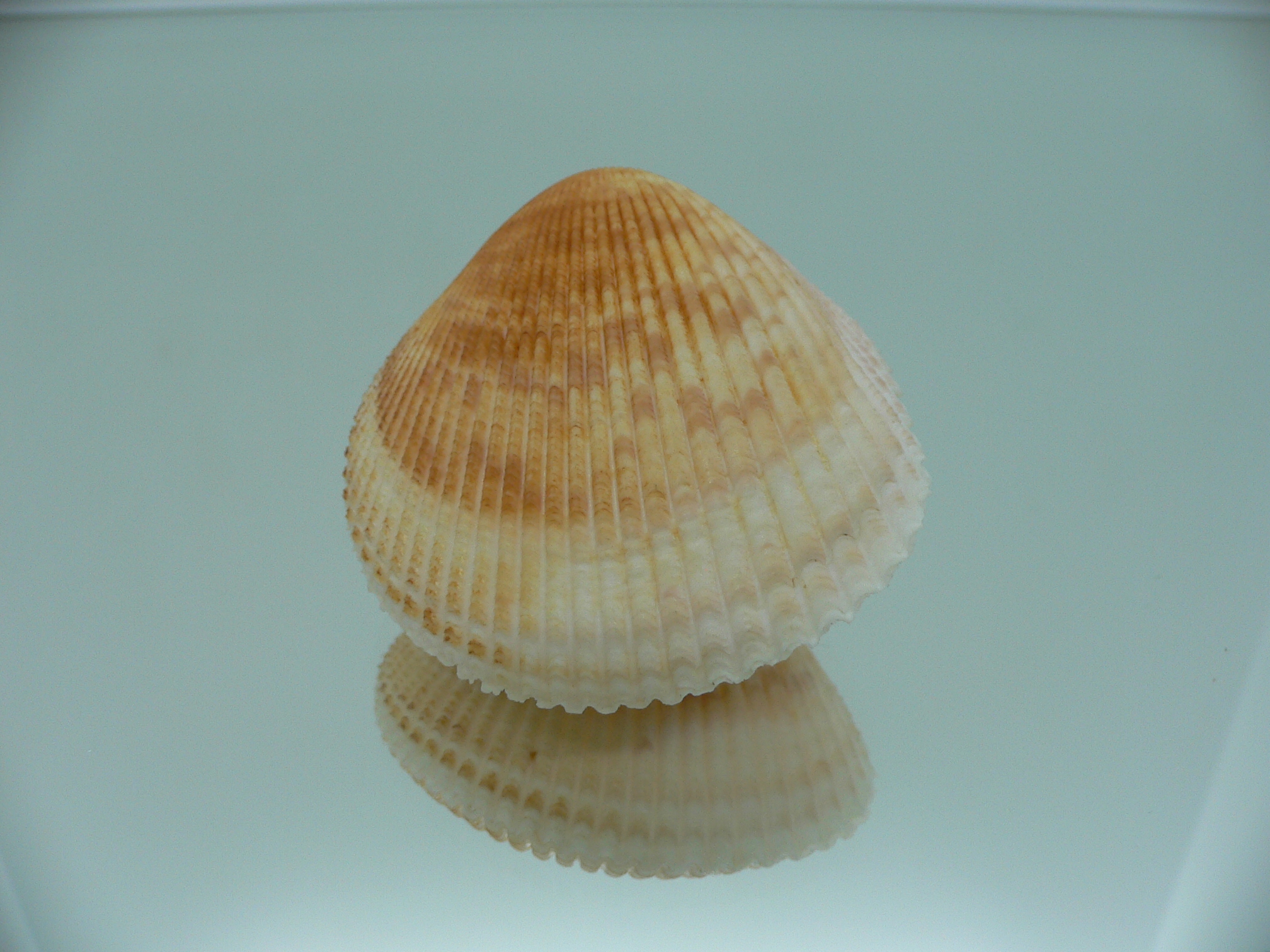 Acrosterigma cygnorum VERY BIG