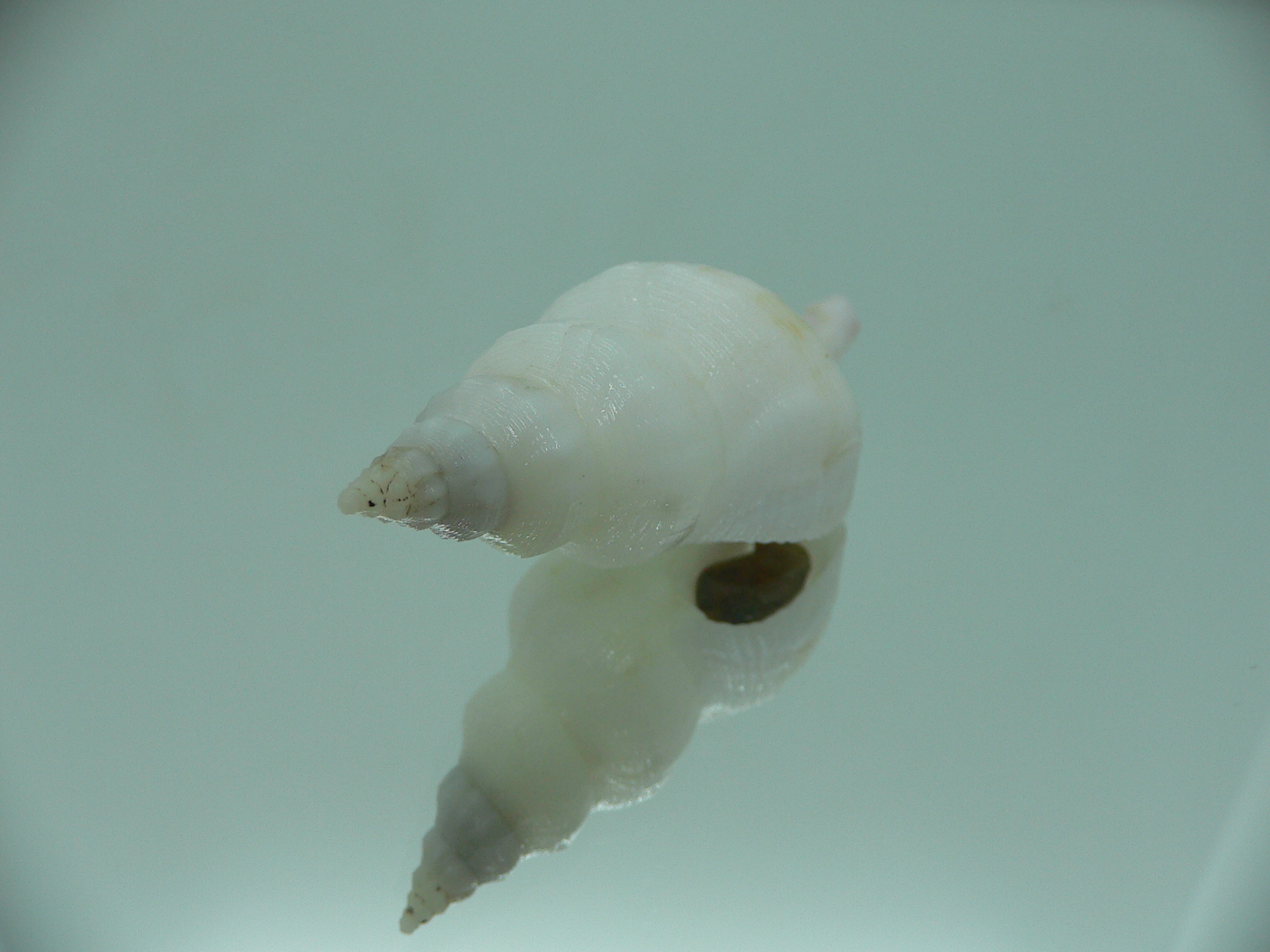 Siphonofusus lubricus