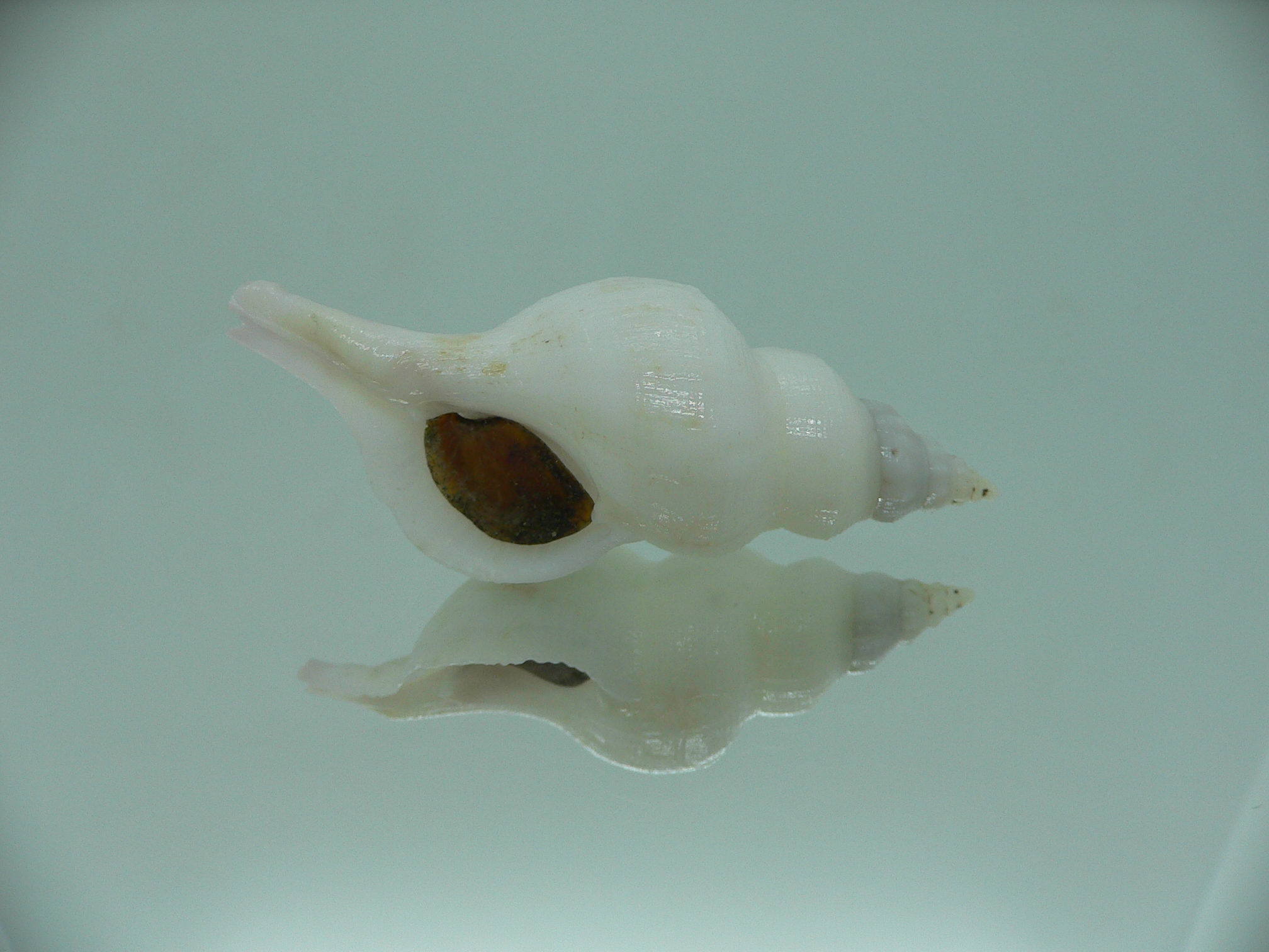 Siphonofusus lubricus