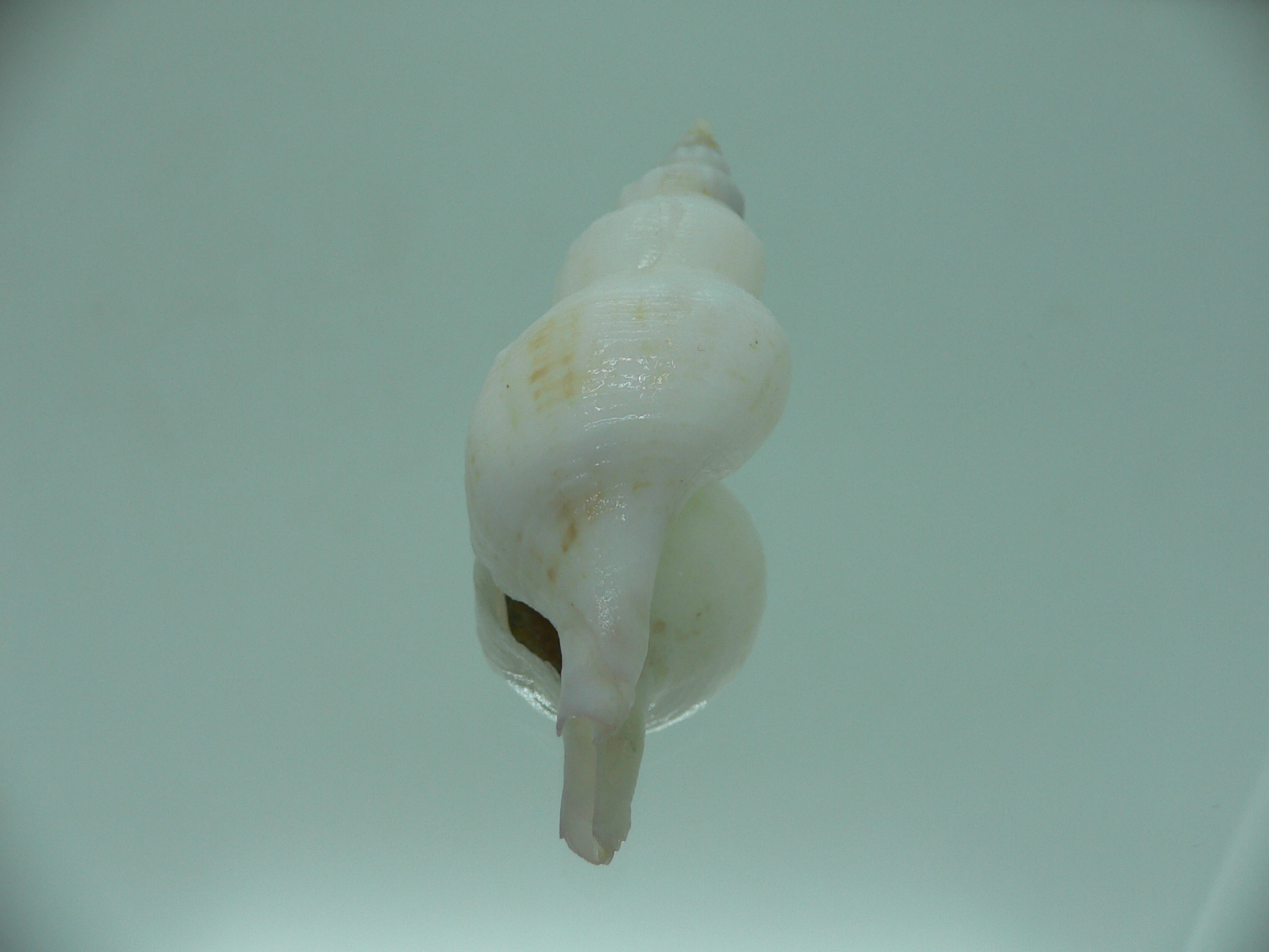 Siphonofusus lubricus
