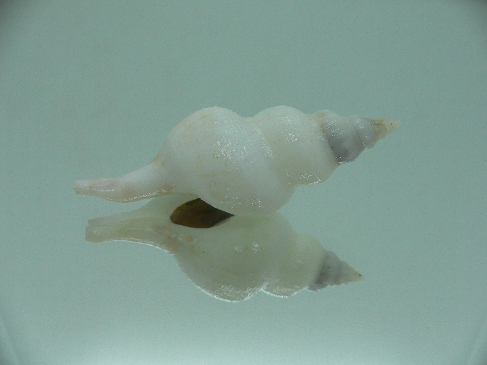 Siphonofusus lubricus