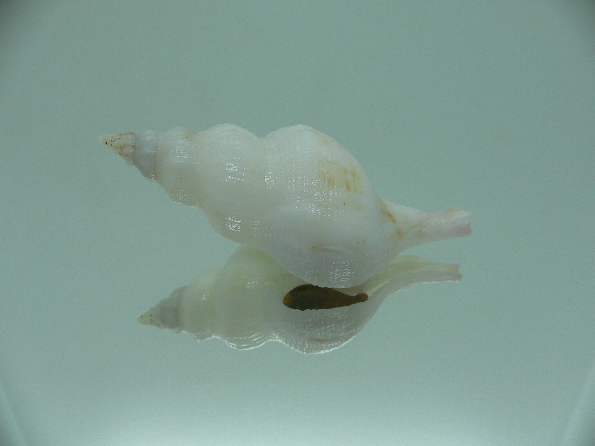 Siphonofusus lubricus