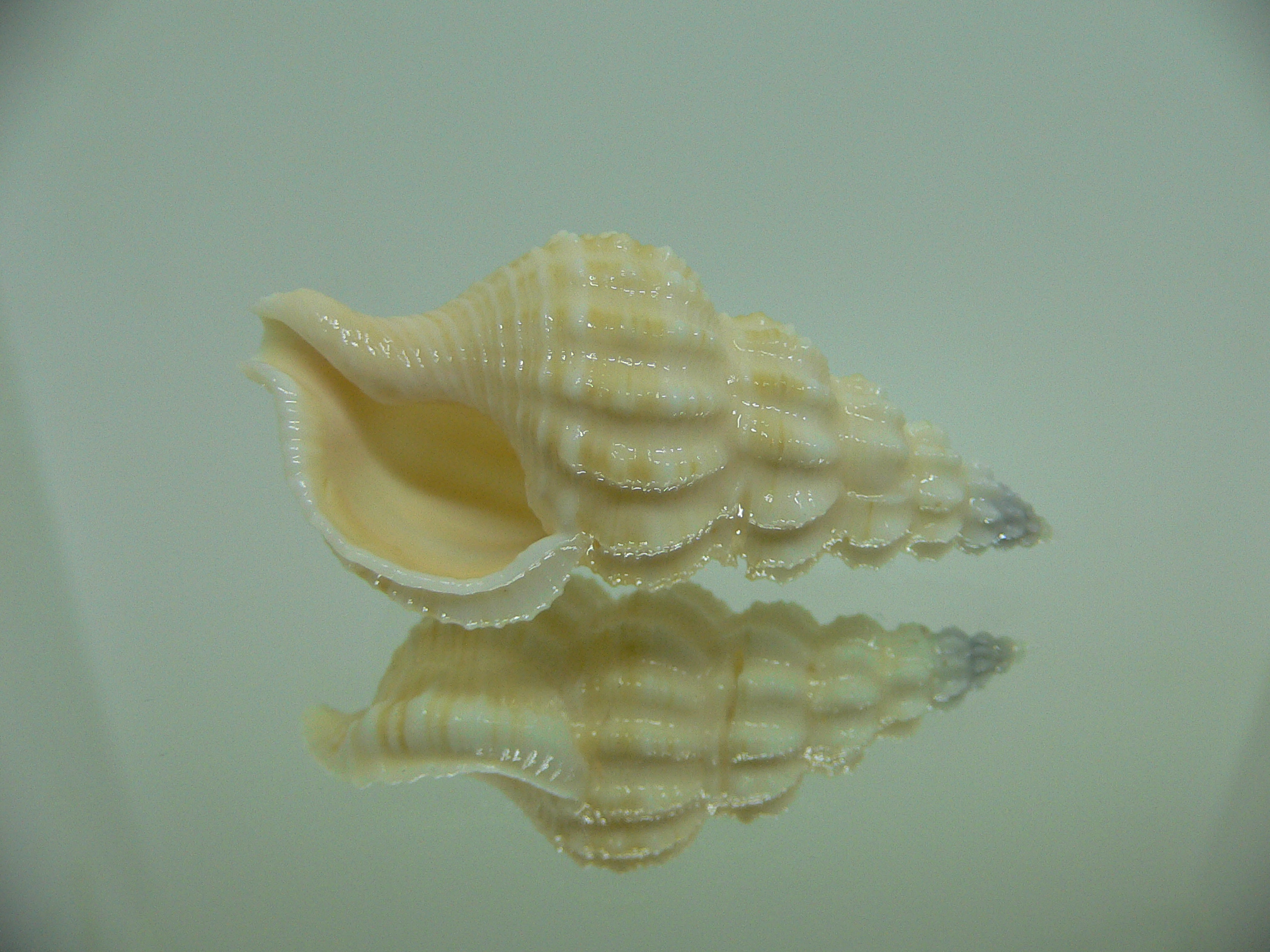 Nassaria magnifica lischkei VERY BIG but dead