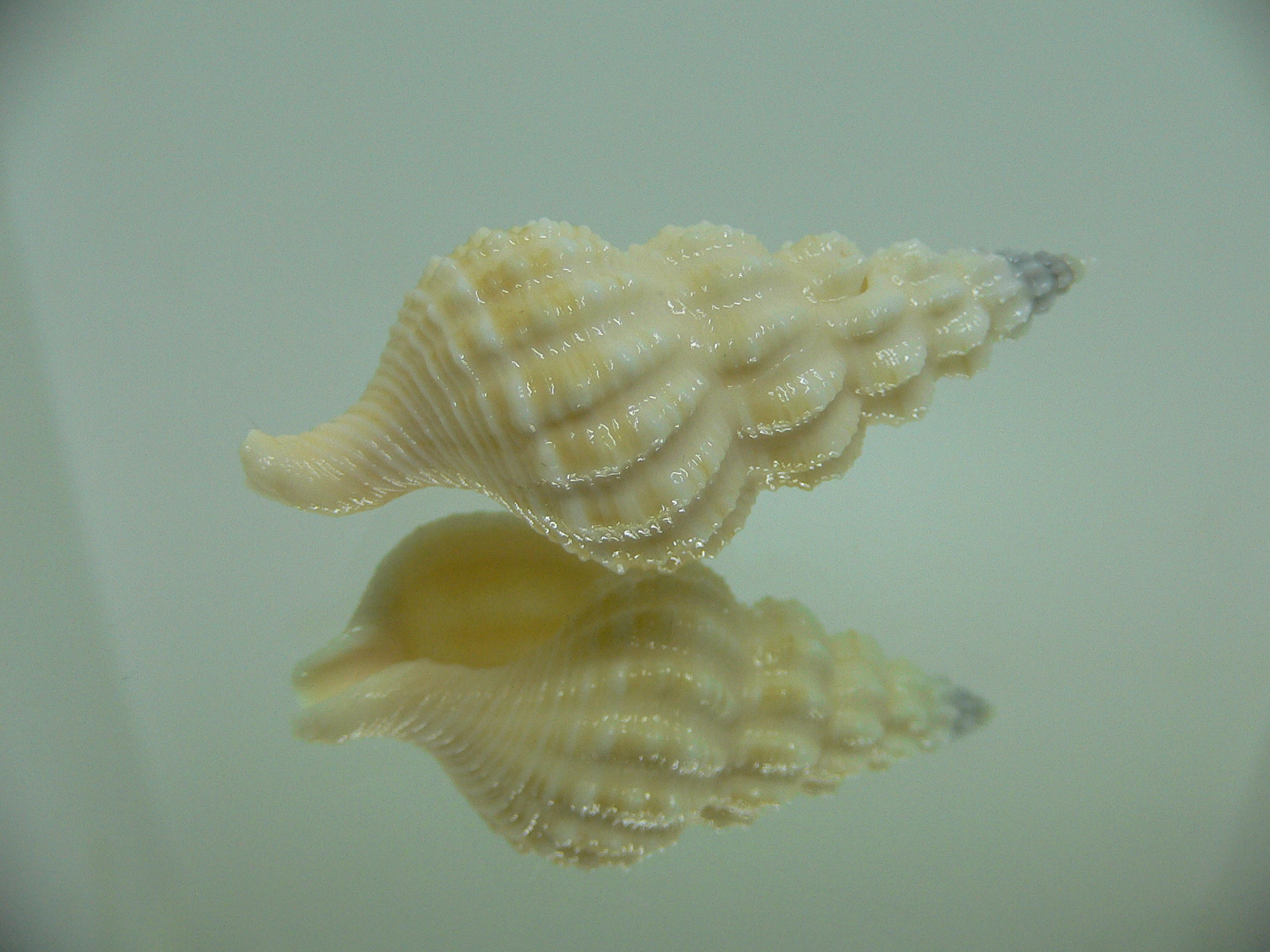 Nassaria magnifica lischkei VERY BIG but dead