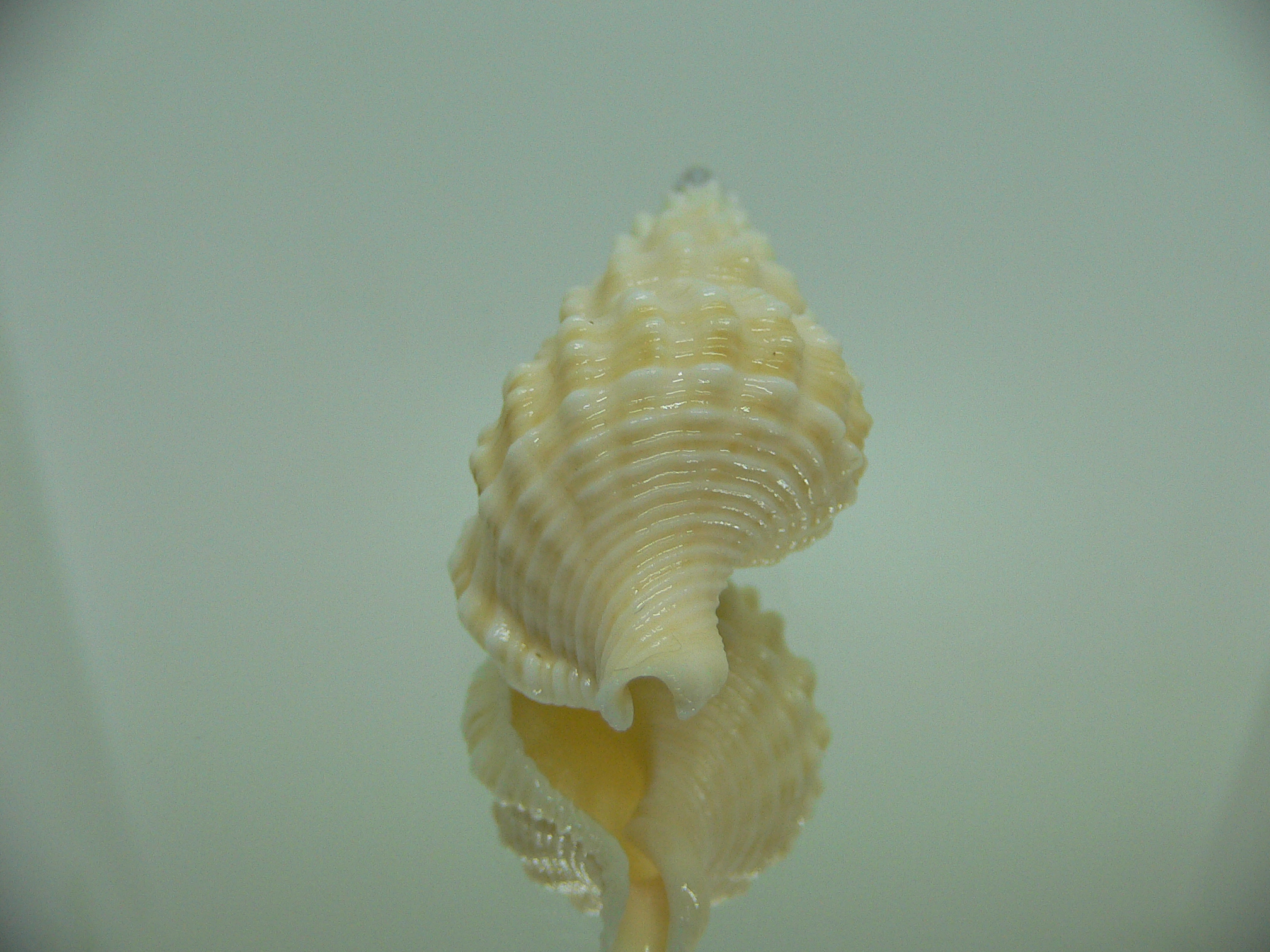 Nassaria magnifica lischkei VERY BIG but dead