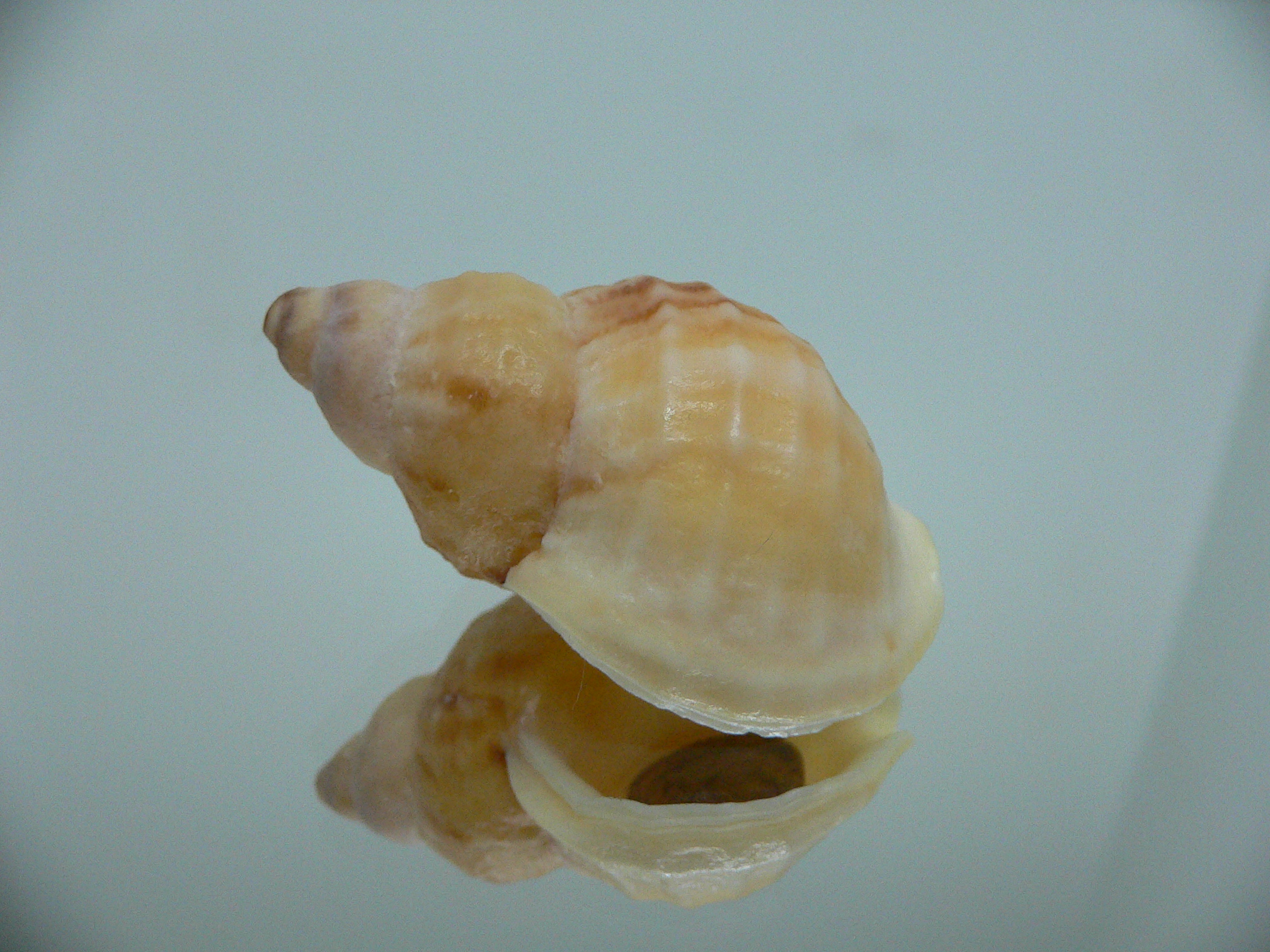 Buccinum mirandum mirandum GOLD