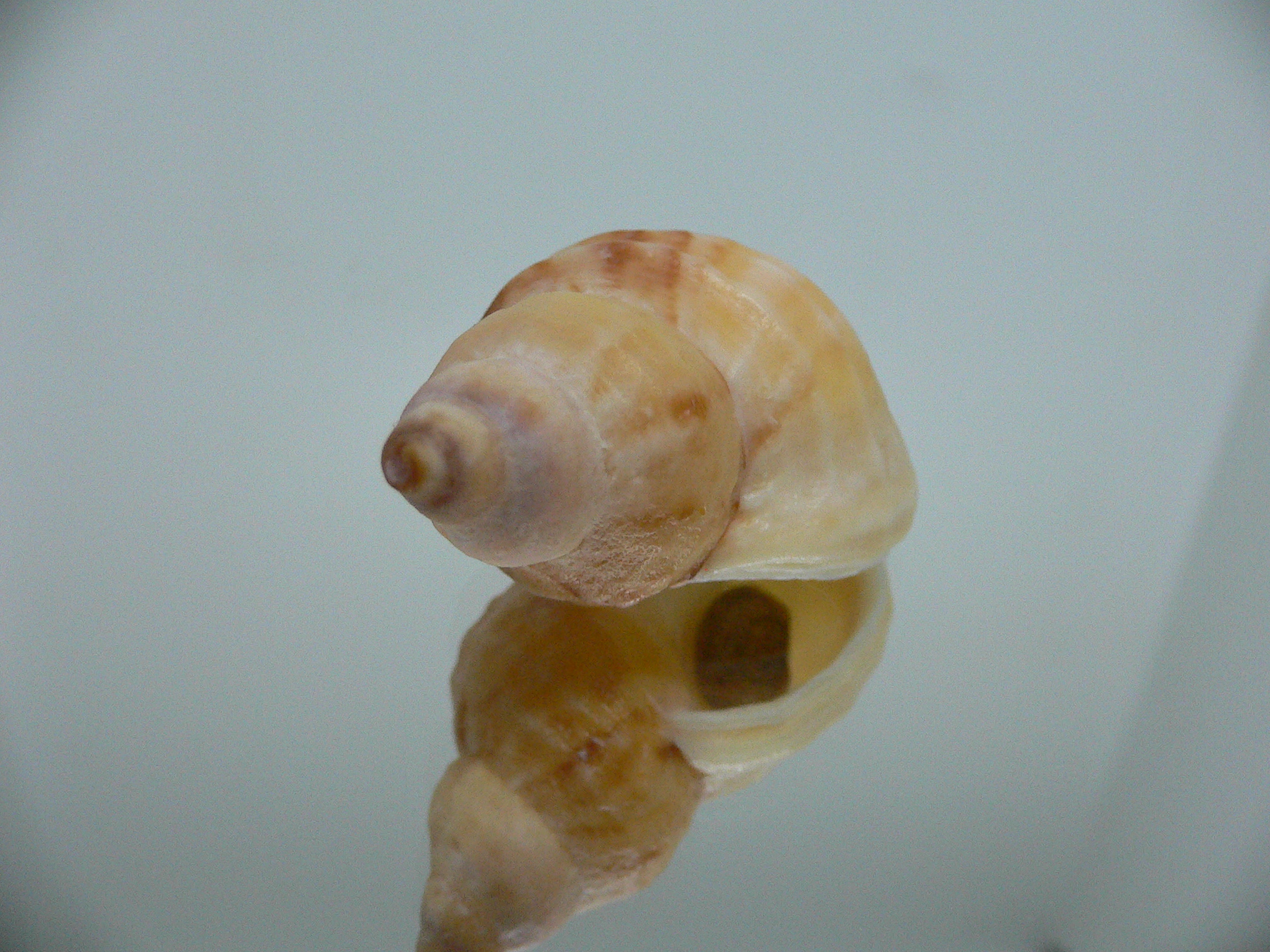 Buccinum mirandum mirandum GOLD