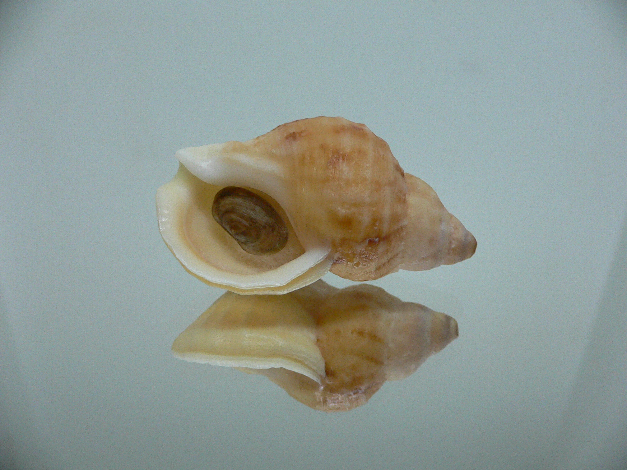 Buccinum mirandum mirandum GOLD