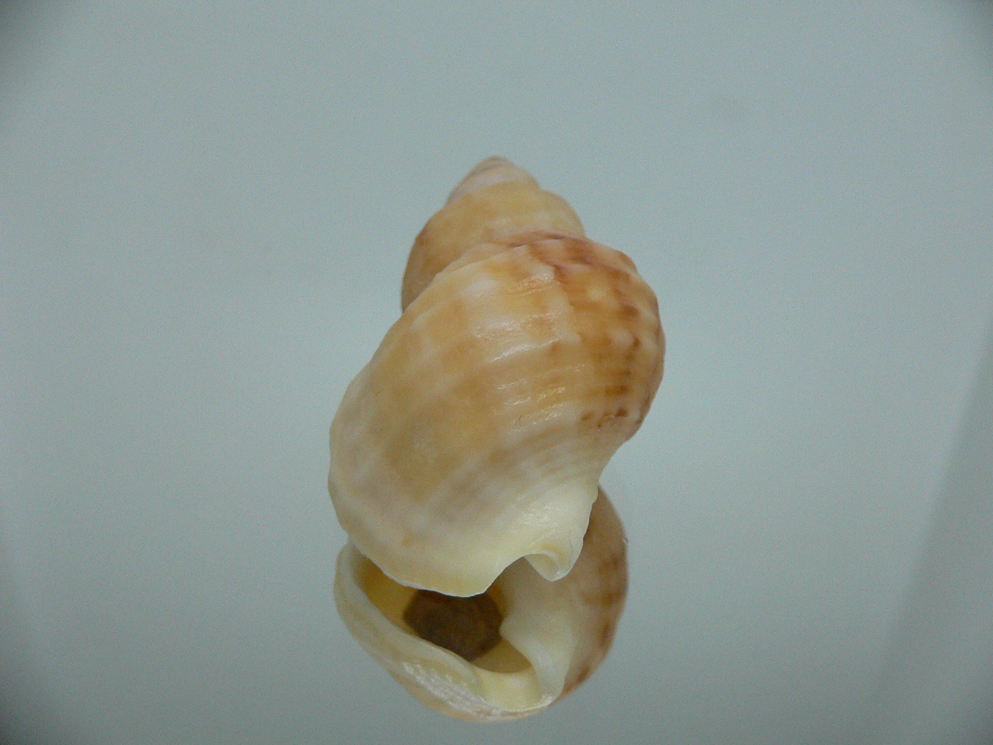 Buccinum mirandum mirandum GOLD