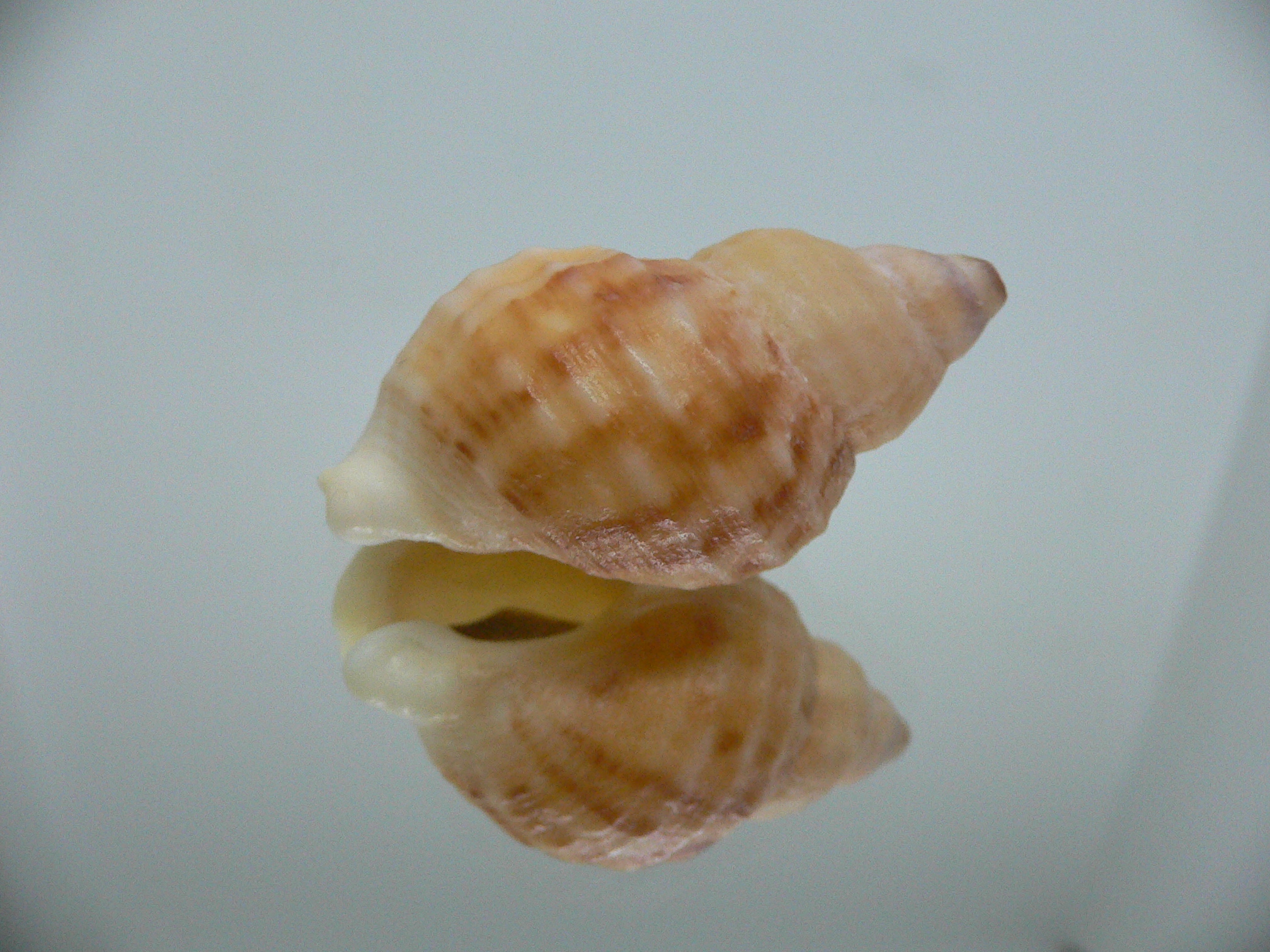 Buccinum mirandum mirandum GOLD