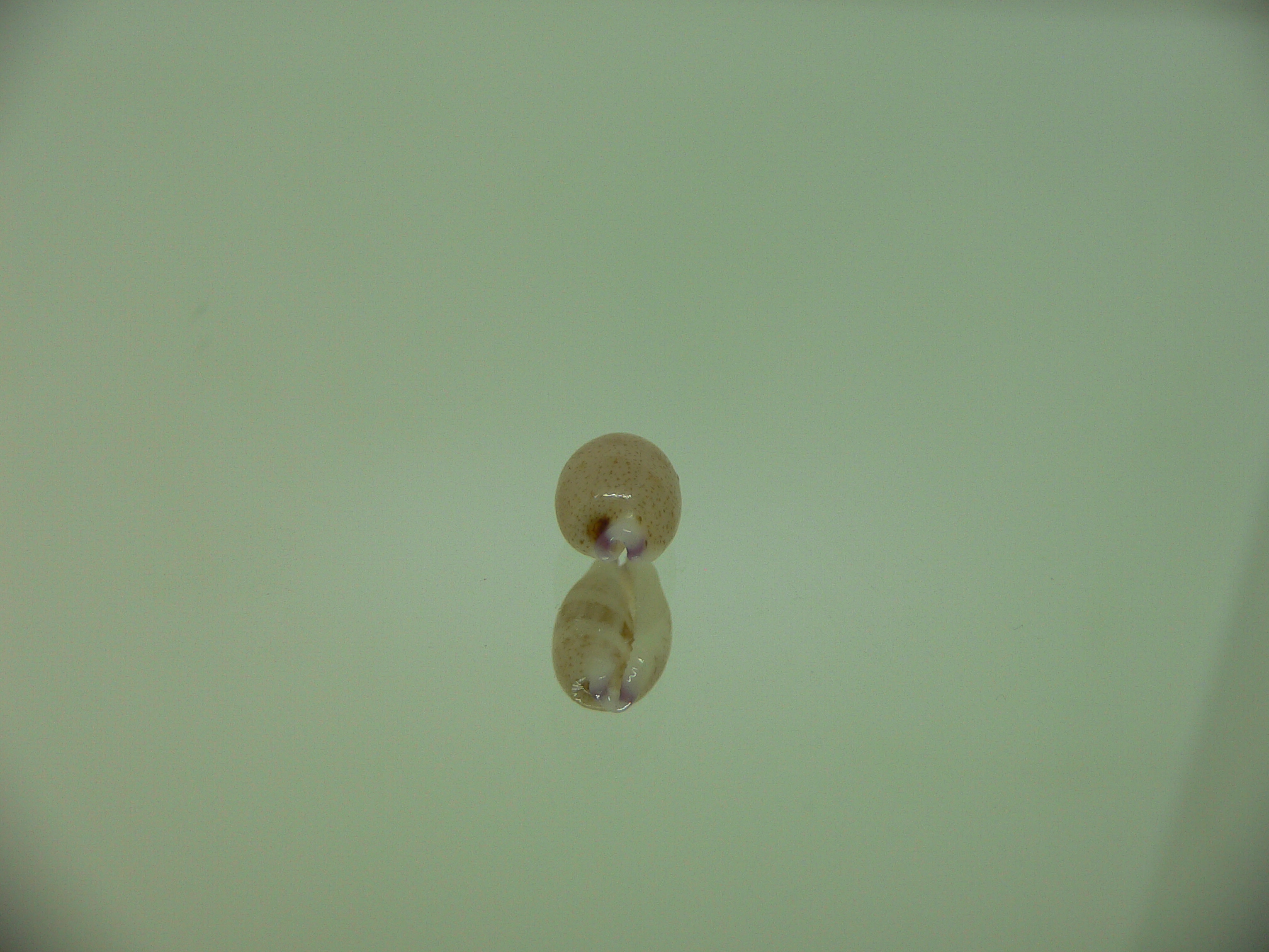 Cypraea microdon microdon 6