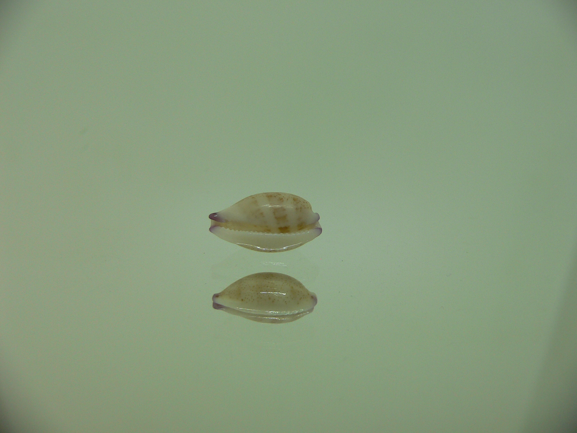 Cypraea microdon microdon 6