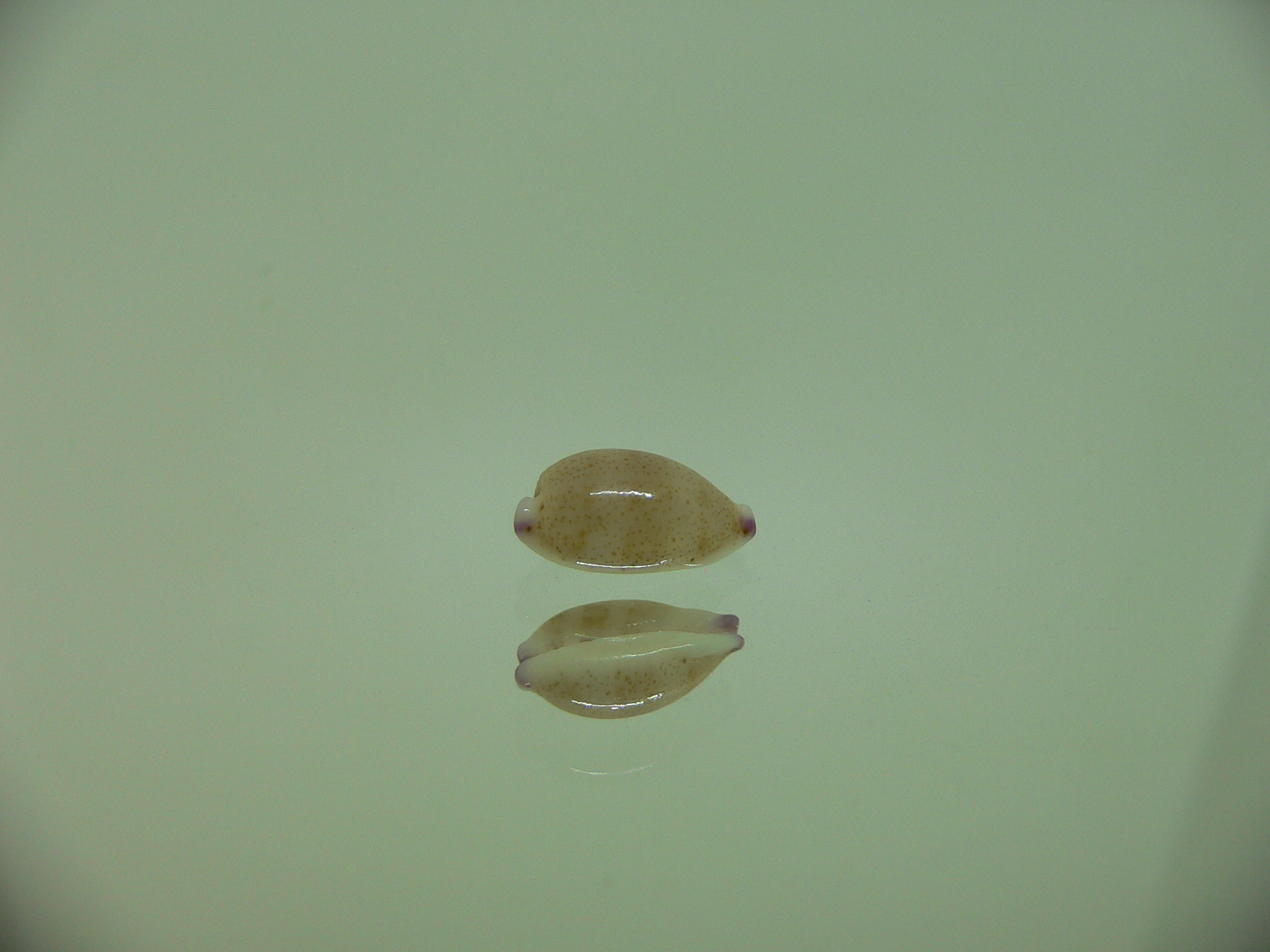 Cypraea microdon microdon 6