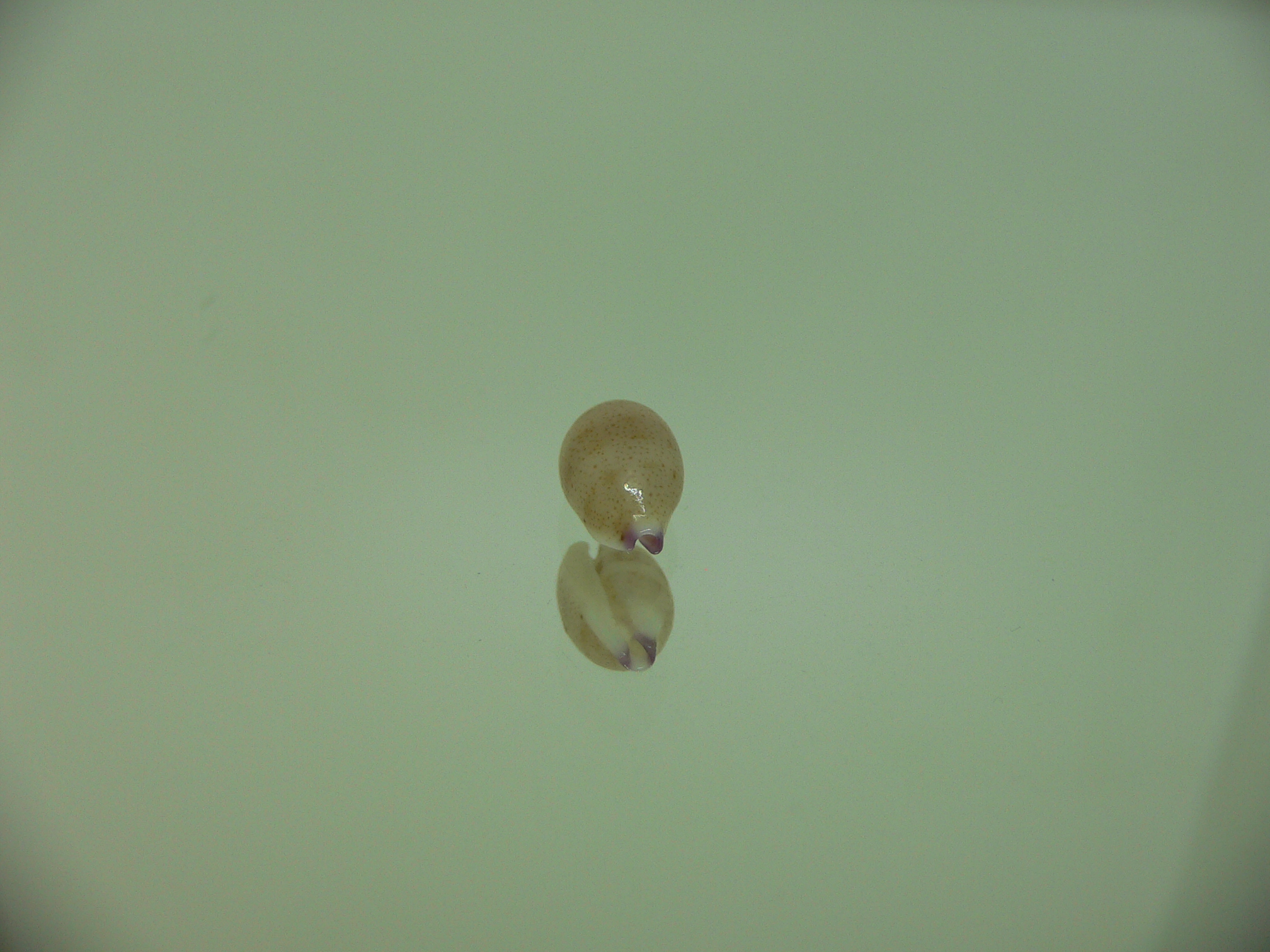 Cypraea microdon microdon 6