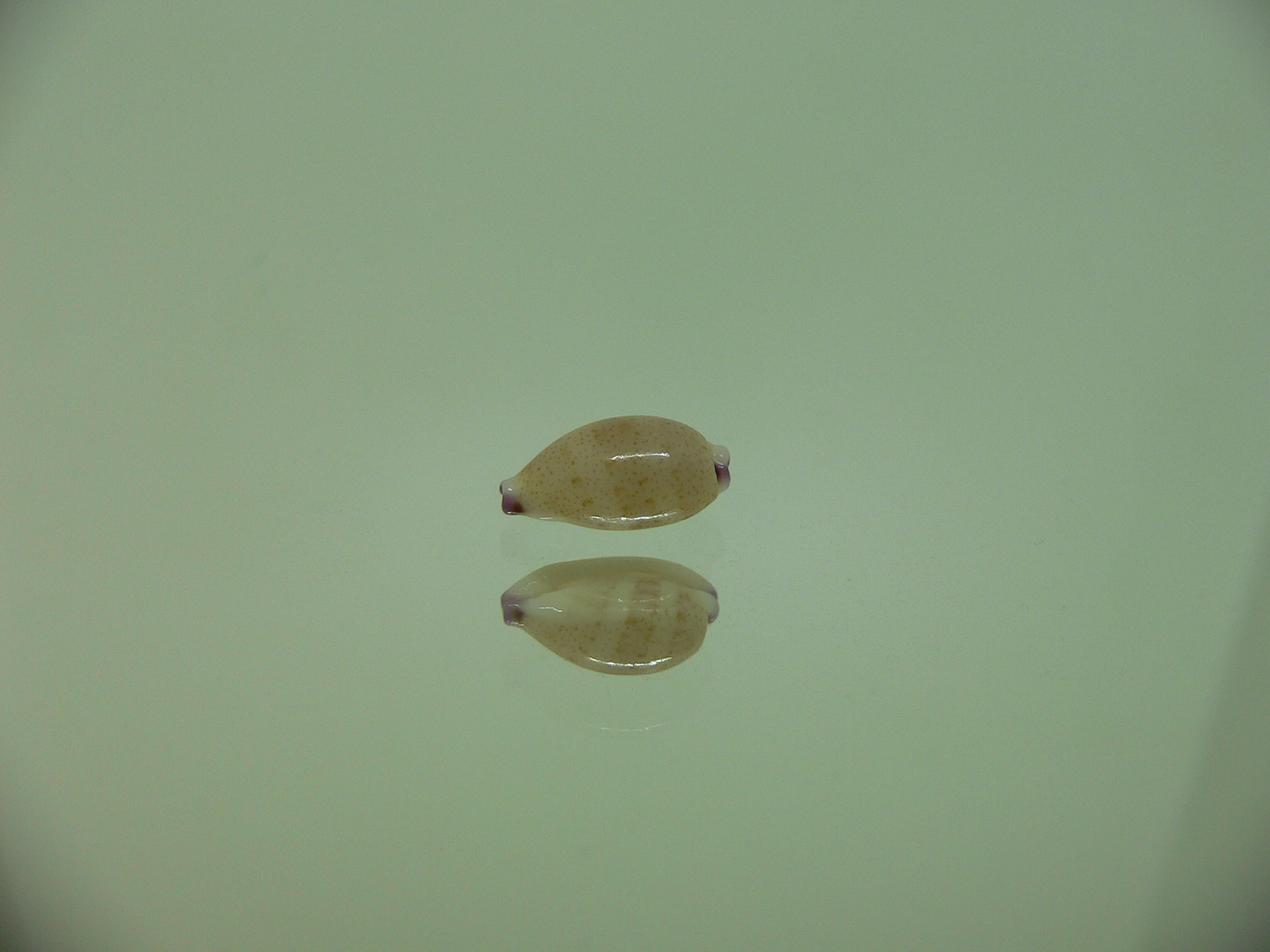 Cypraea microdon microdon 6
