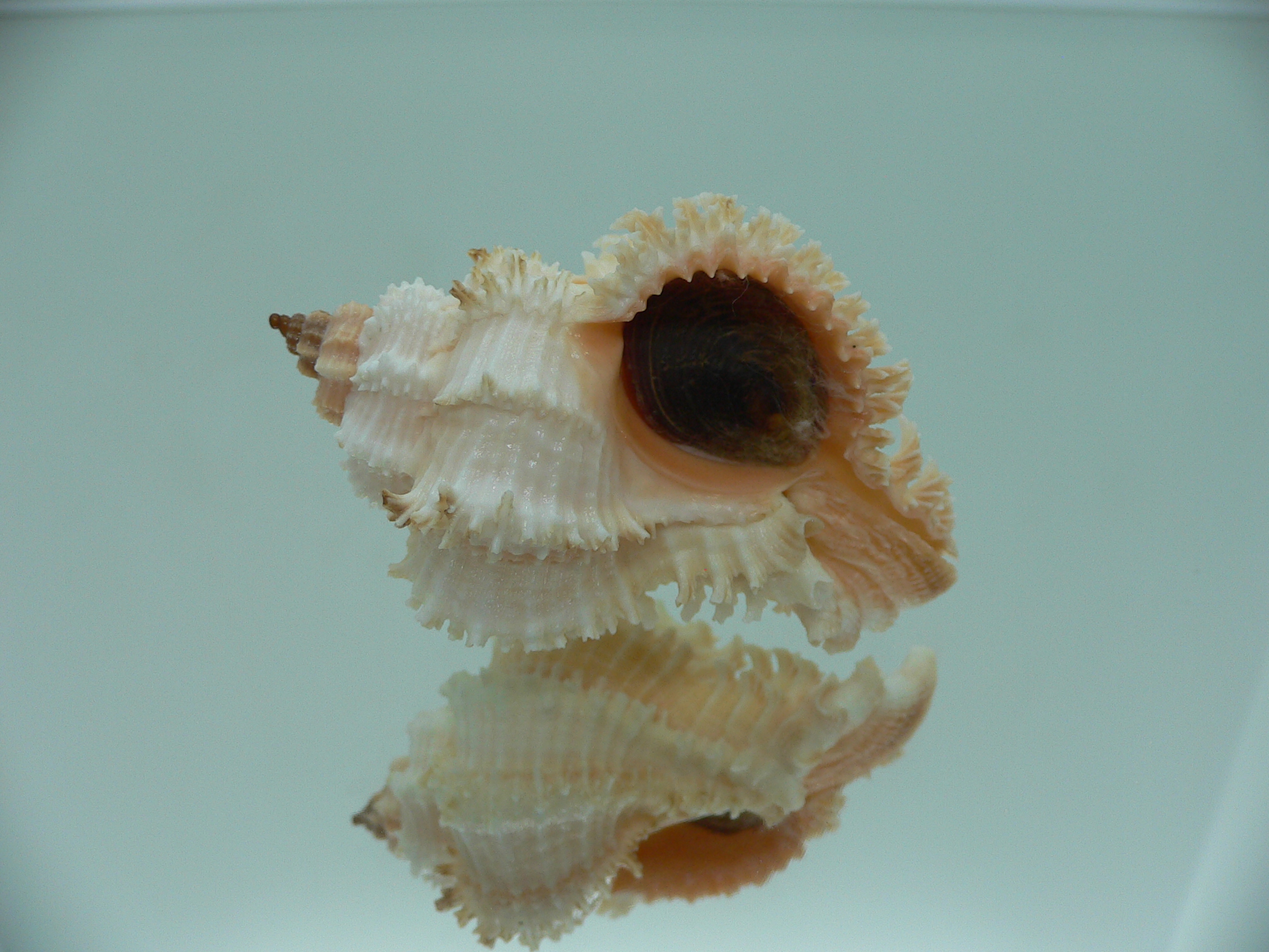 Hexaplex stainforthi RARE ENDEMIC ALBINISTIC FORM & PINK