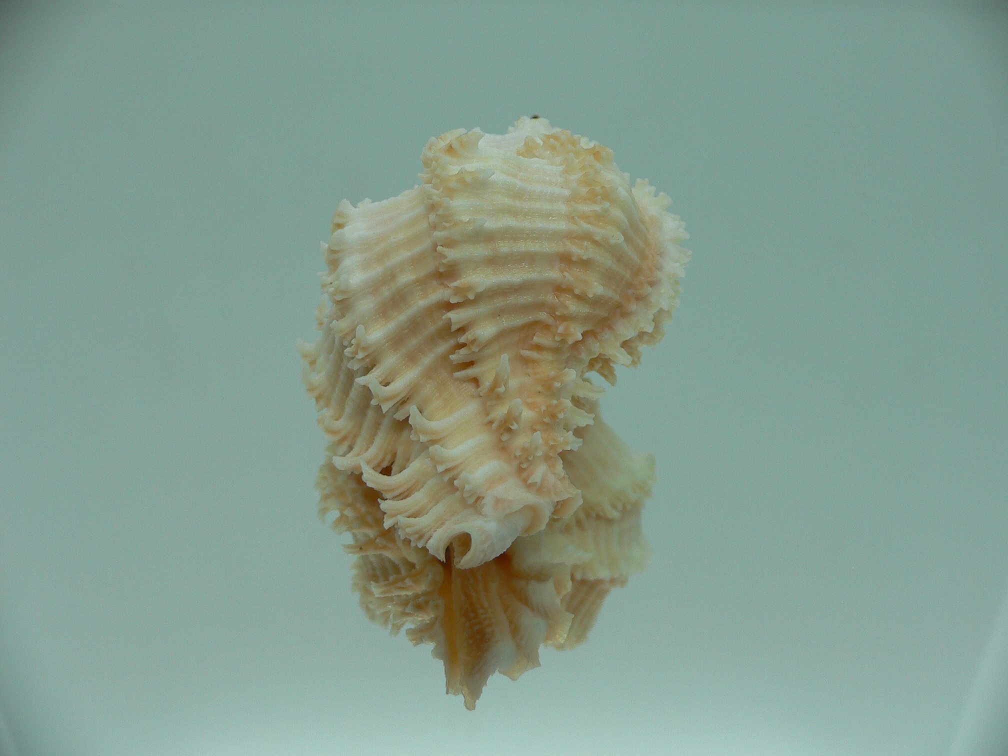 Hexaplex stainforthi RARE ENDEMIC ALBINISTIC FORM & PINK