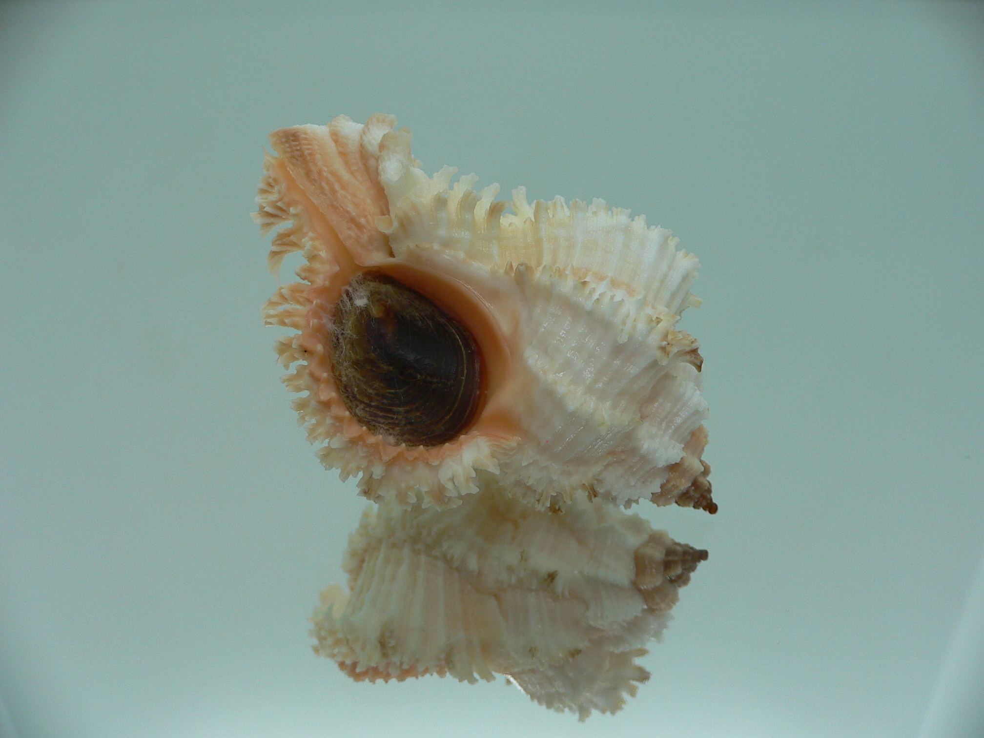 Hexaplex stainforthi RARE ENDEMIC ALBINISTIC FORM & PINK