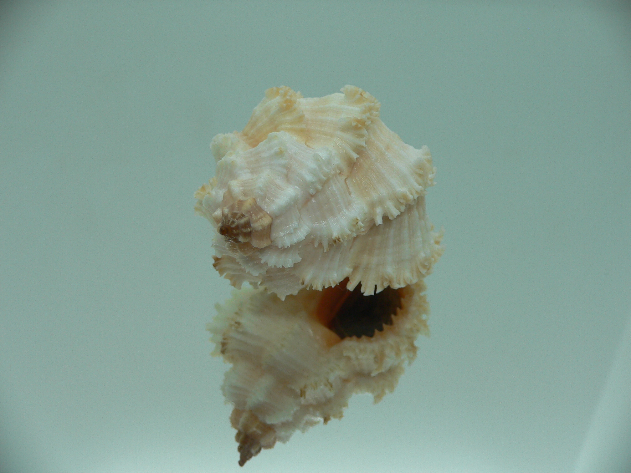 Hexaplex stainforthi RARE ENDEMIC ALBINISTIC FORM & PINK