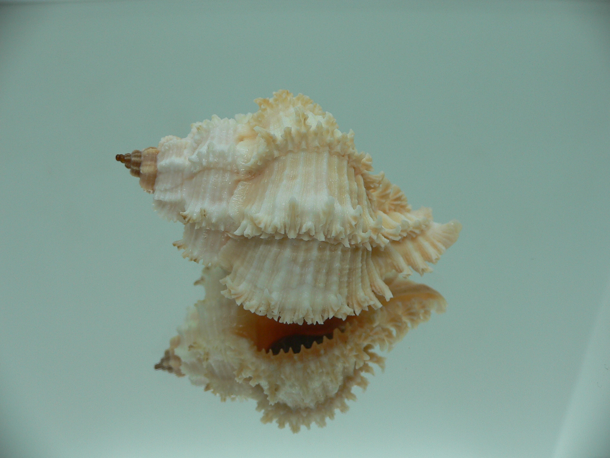 Hexaplex stainforthi RARE ENDEMIC ALBINISTIC FORM & PINK