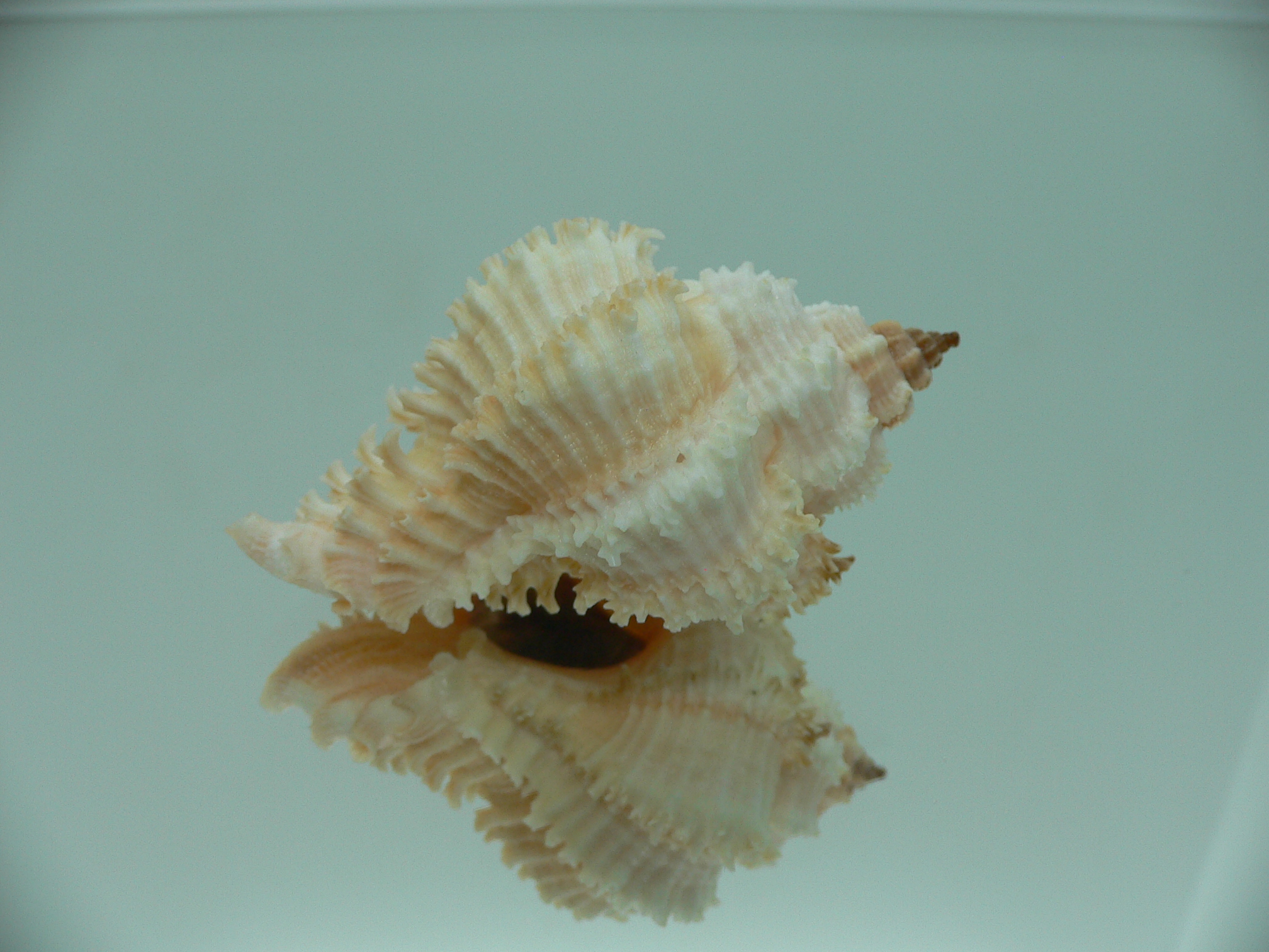 Hexaplex stainforthi RARE ENDEMIC ALBINISTIC FORM & PINK