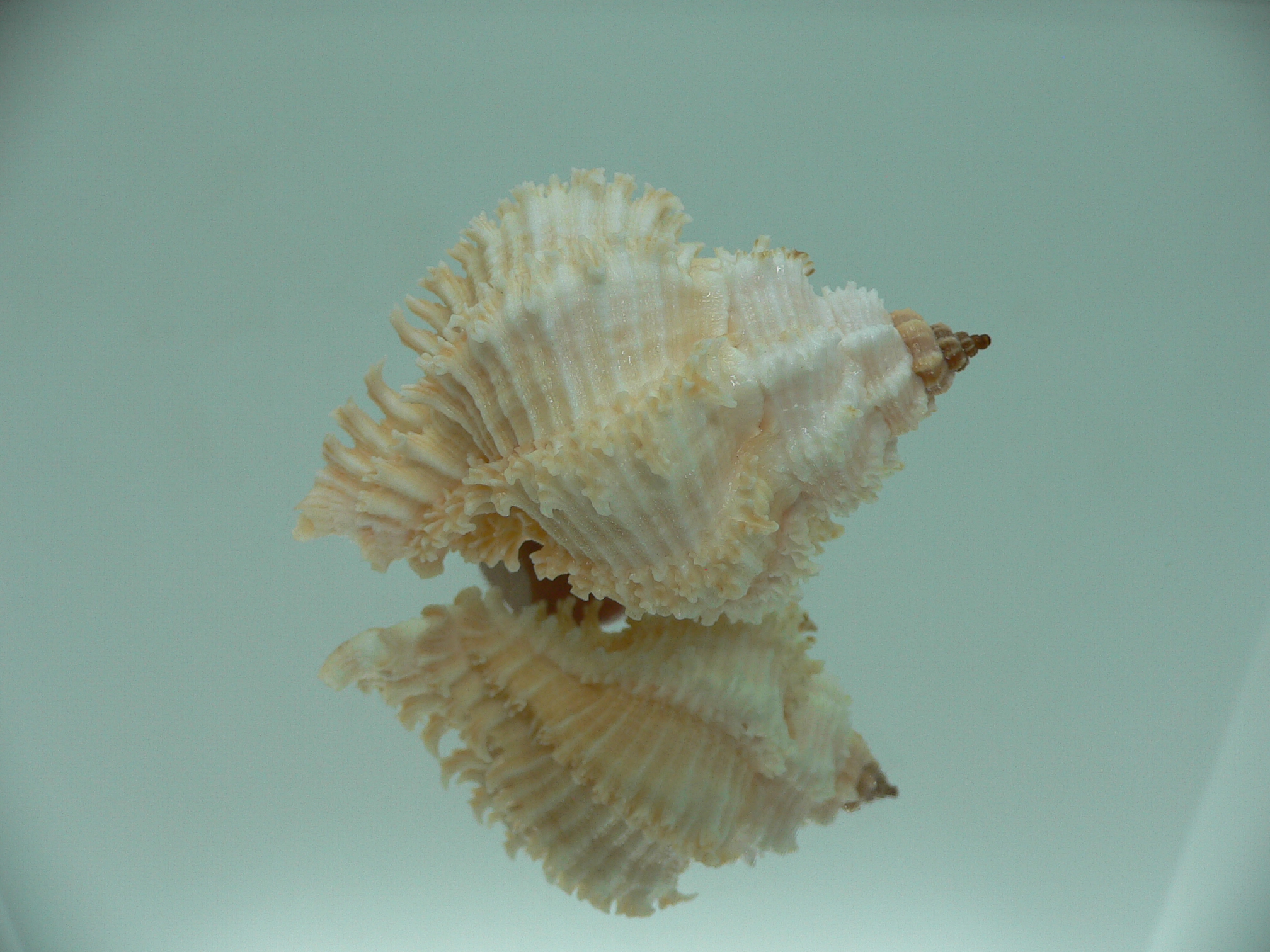 Hexaplex stainforthi RARE ENDEMIC ALBINISTIC FORM & PINK