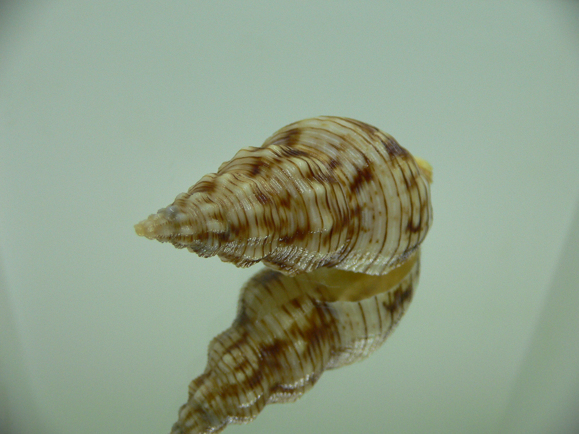 Siphonalia spadicea spadicea VERY BIG & ORNAMENT