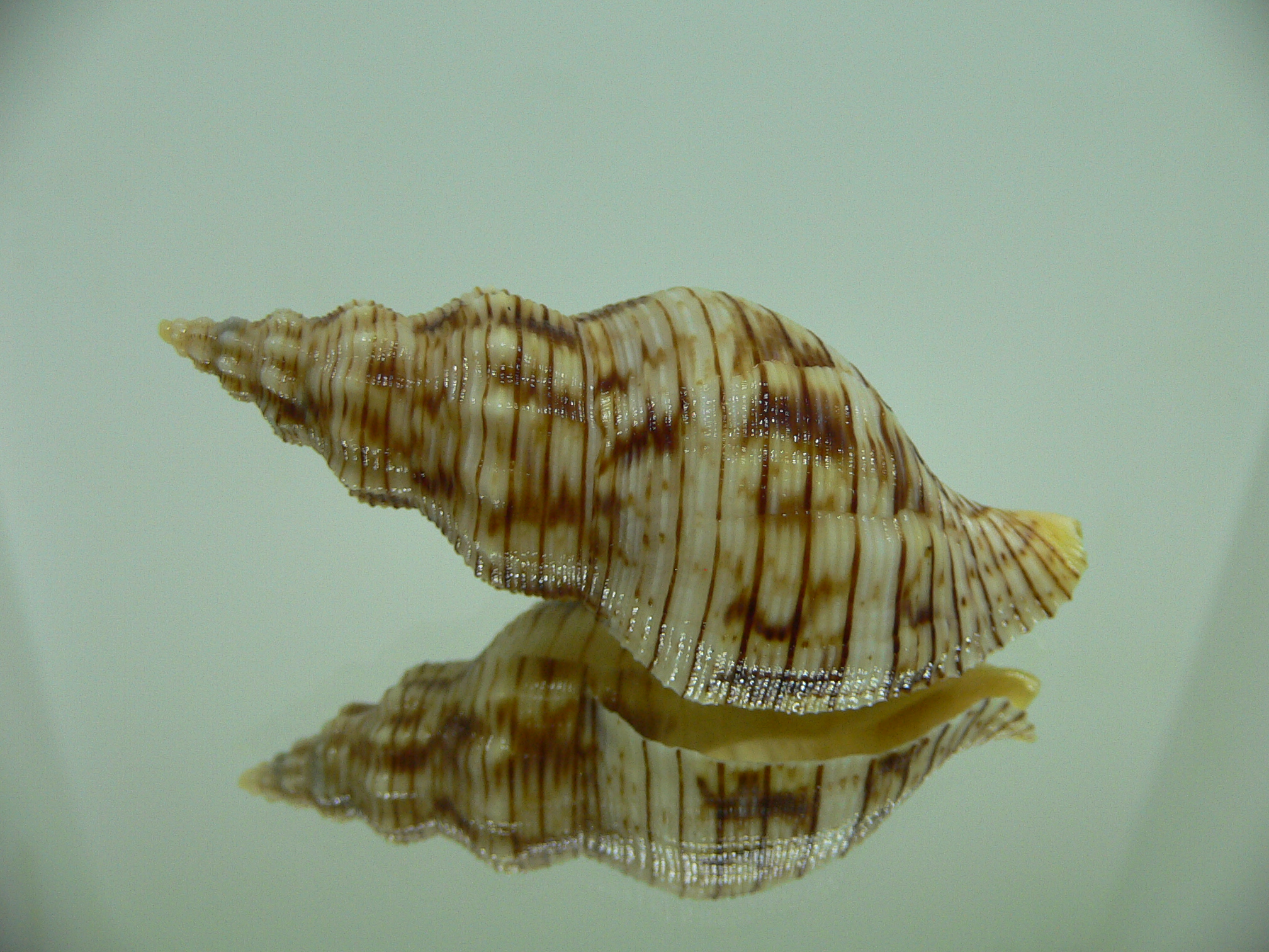 Siphonalia spadicea spadicea VERY BIG & ORNAMENT