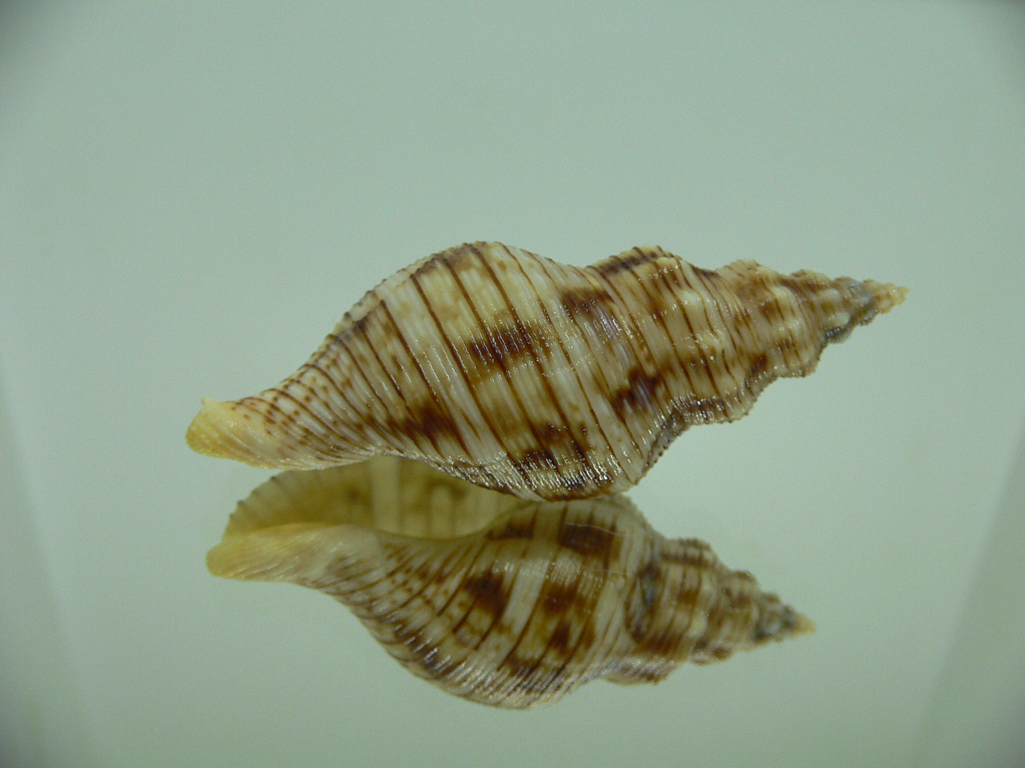 Siphonalia spadicea spadicea VERY BIG & ORNAMENT