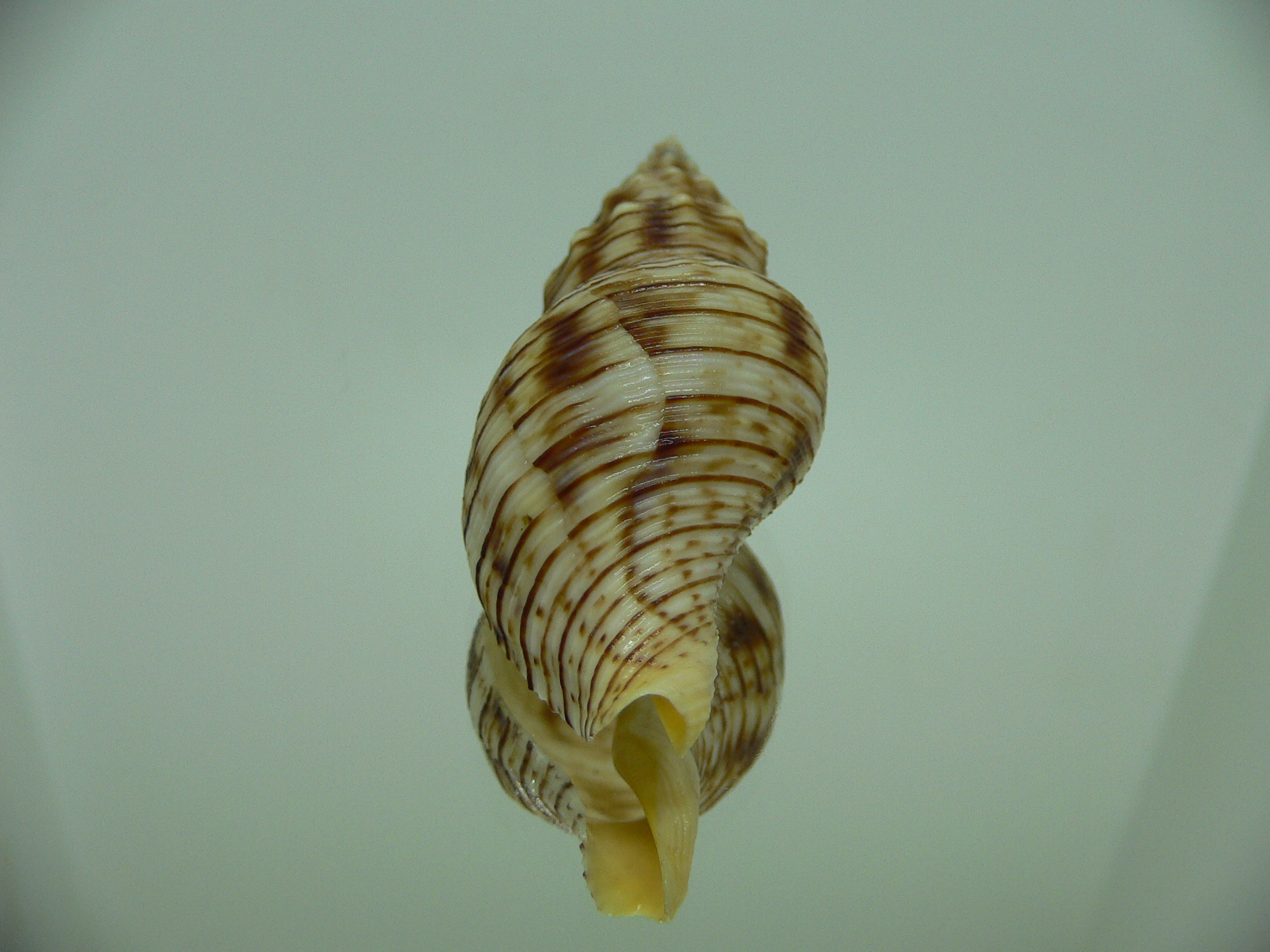 Siphonalia spadicea spadicea VERY BIG & ORNAMENT