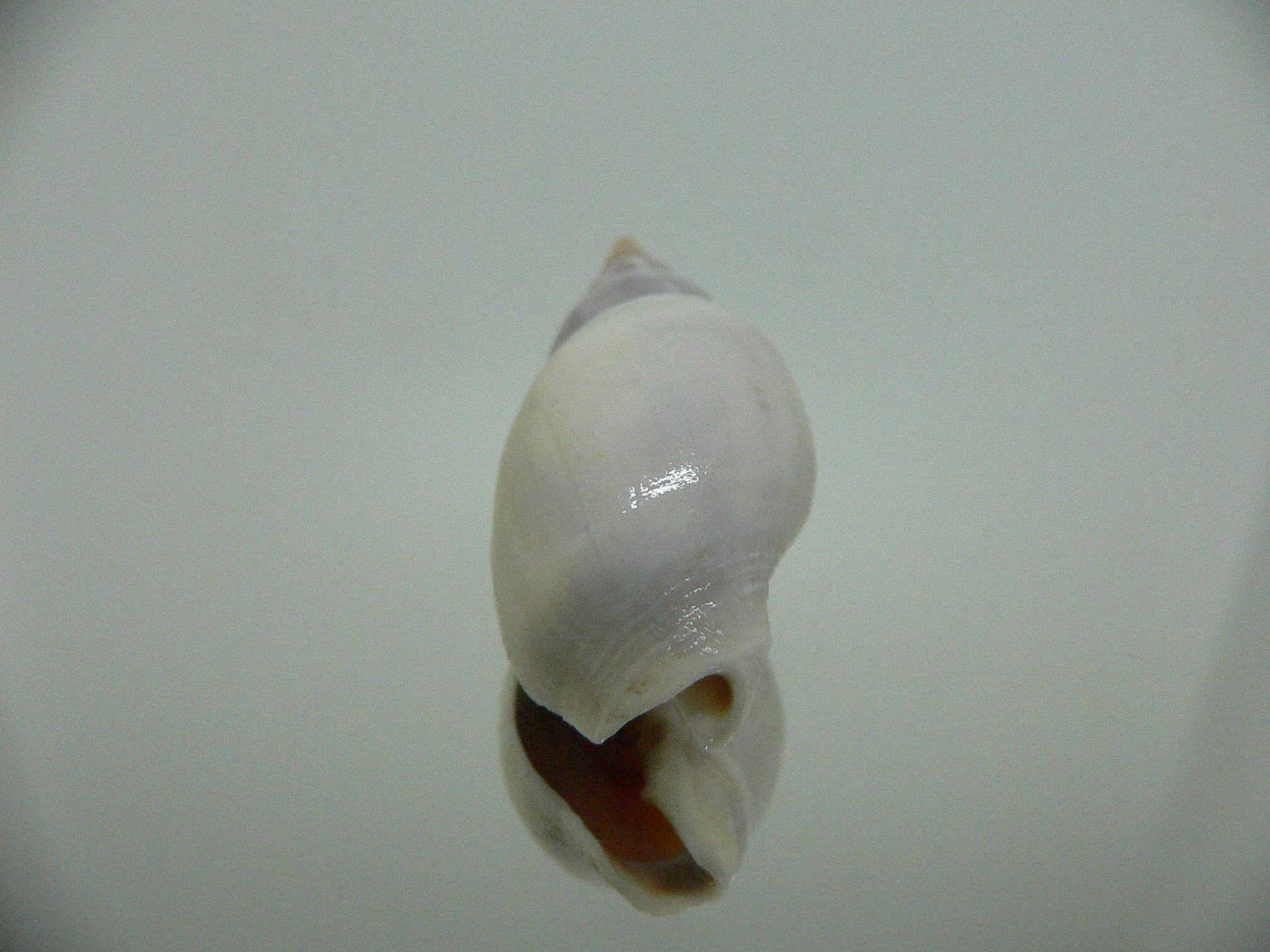 Tomlinia frausseni IDEAL