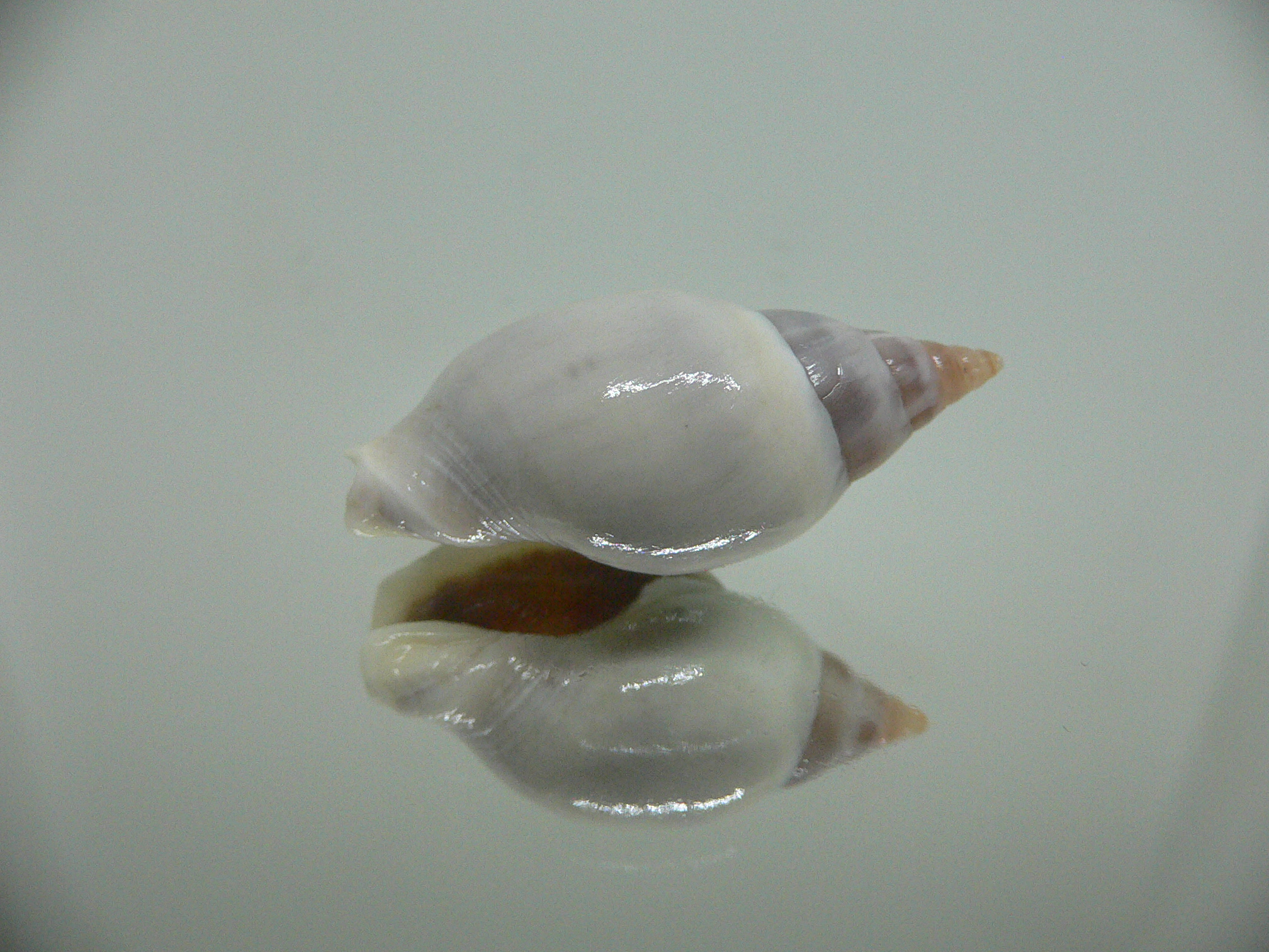 Tomlinia frausseni IDEAL