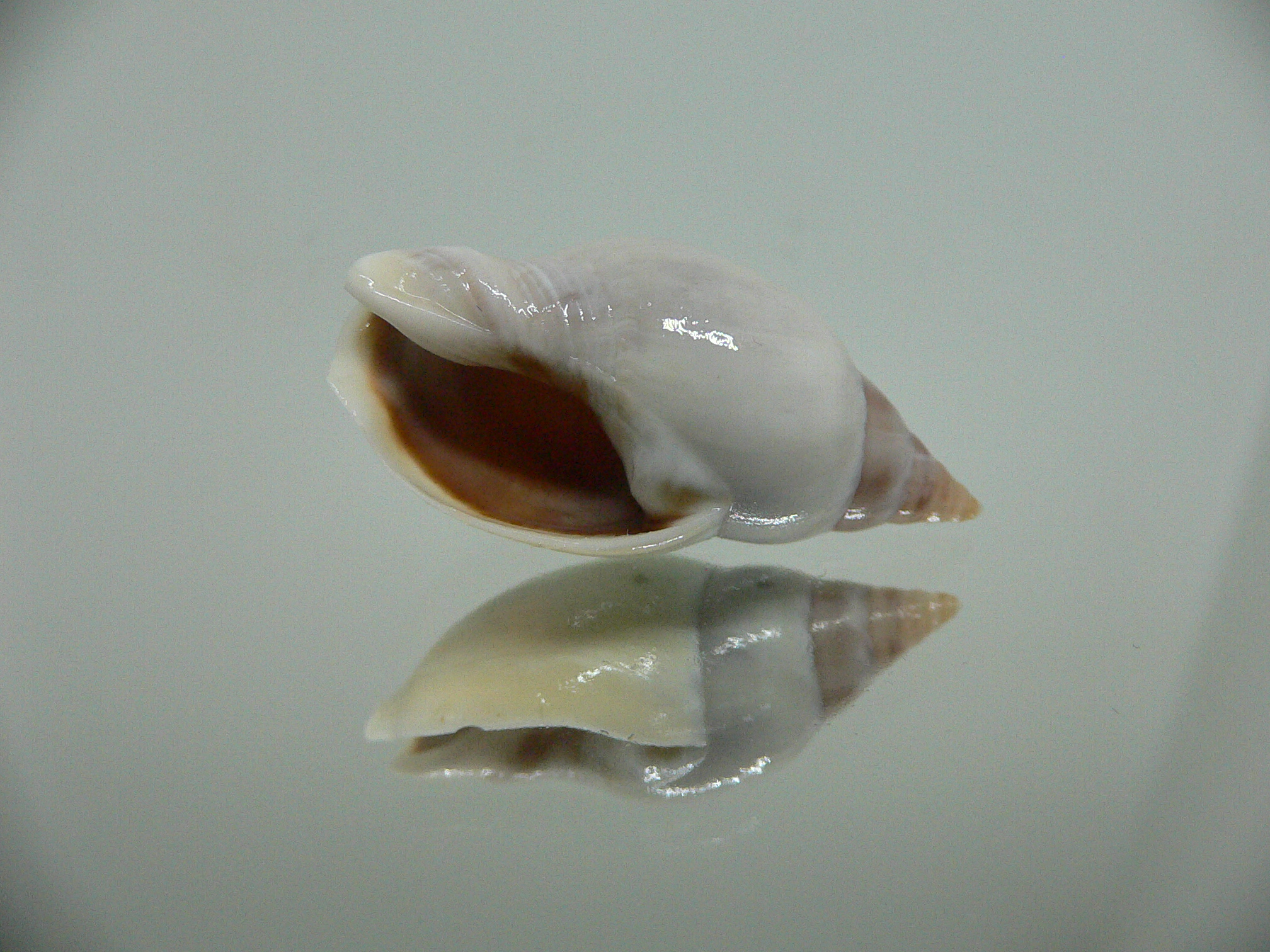 Tomlinia frausseni IDEAL