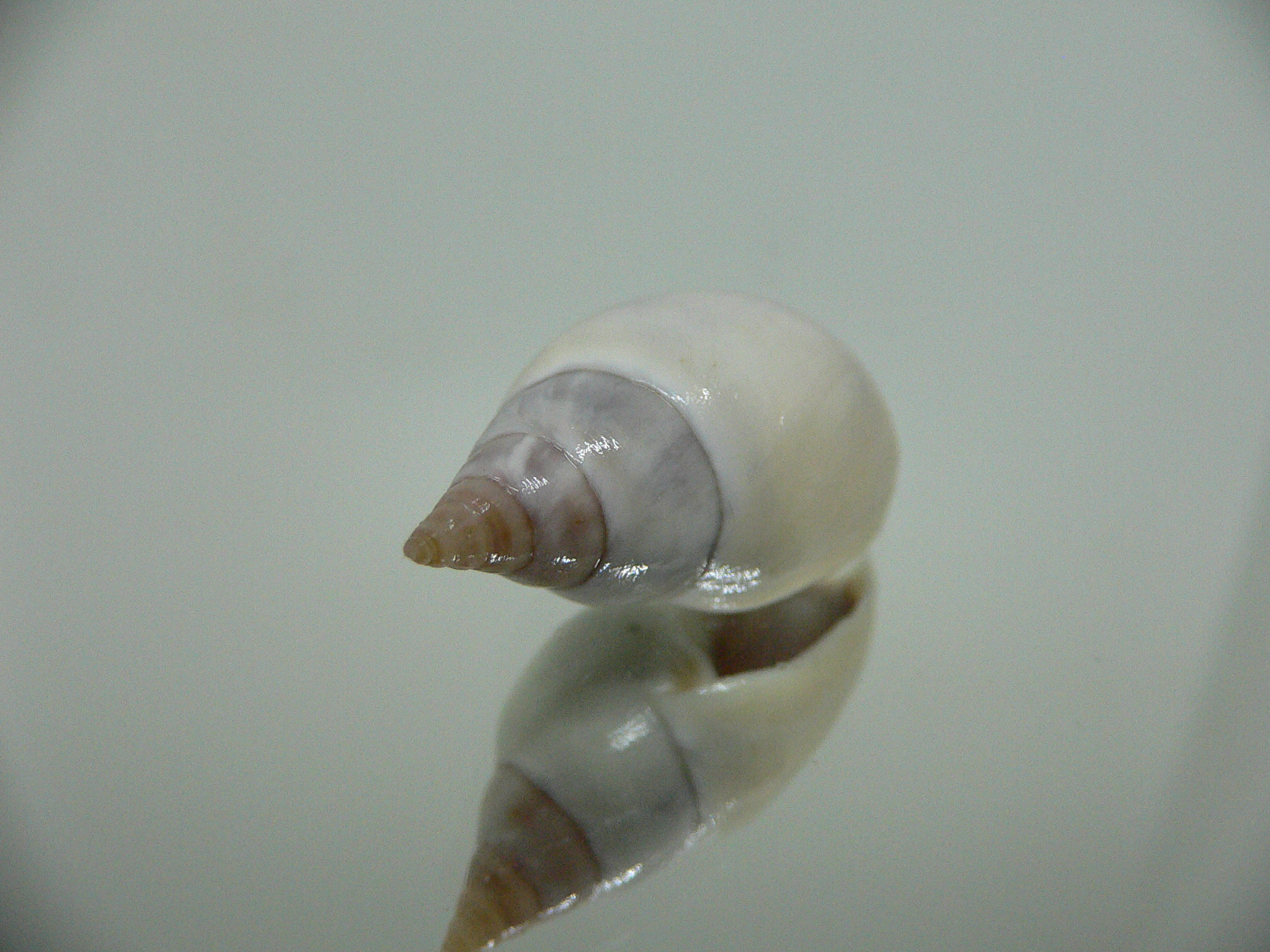 Tomlinia frausseni IDEAL