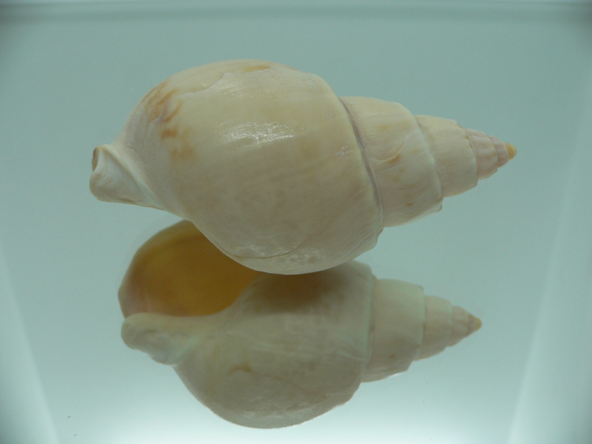 Buccinanops latus GIANT