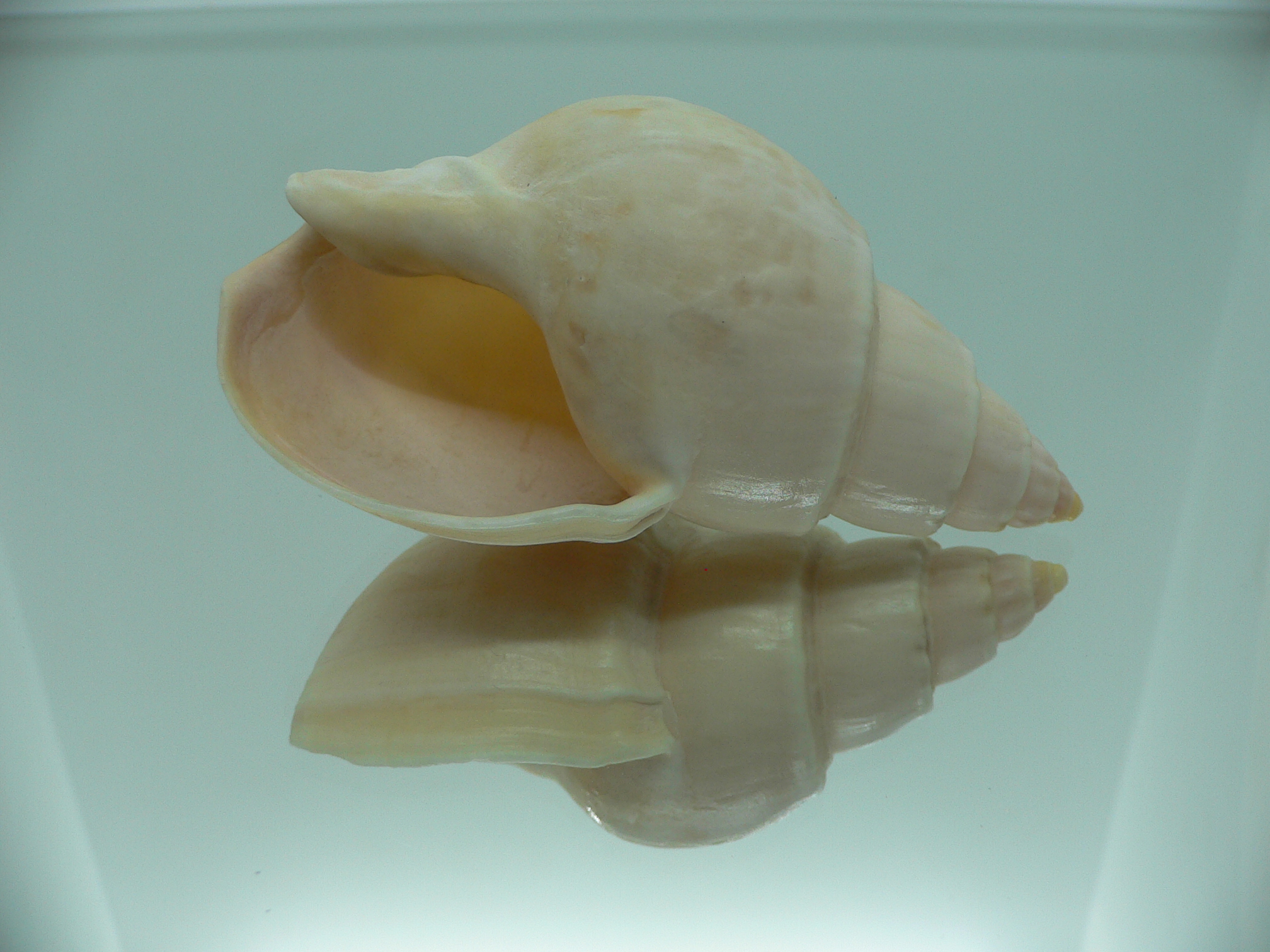 Buccinanops latus GIANT